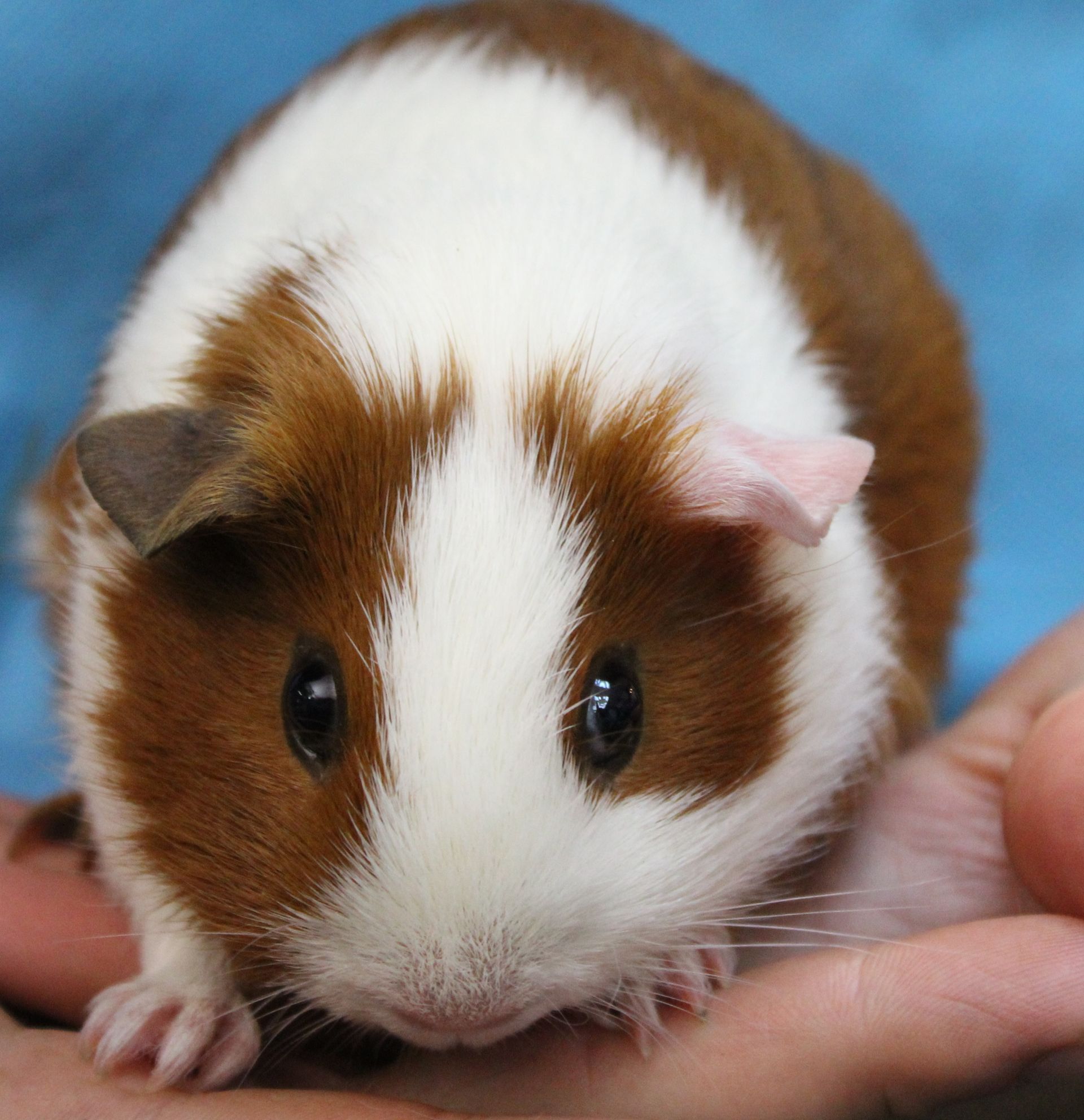 Theon -American Satin - Abilene, KS – Paws-N-Claws