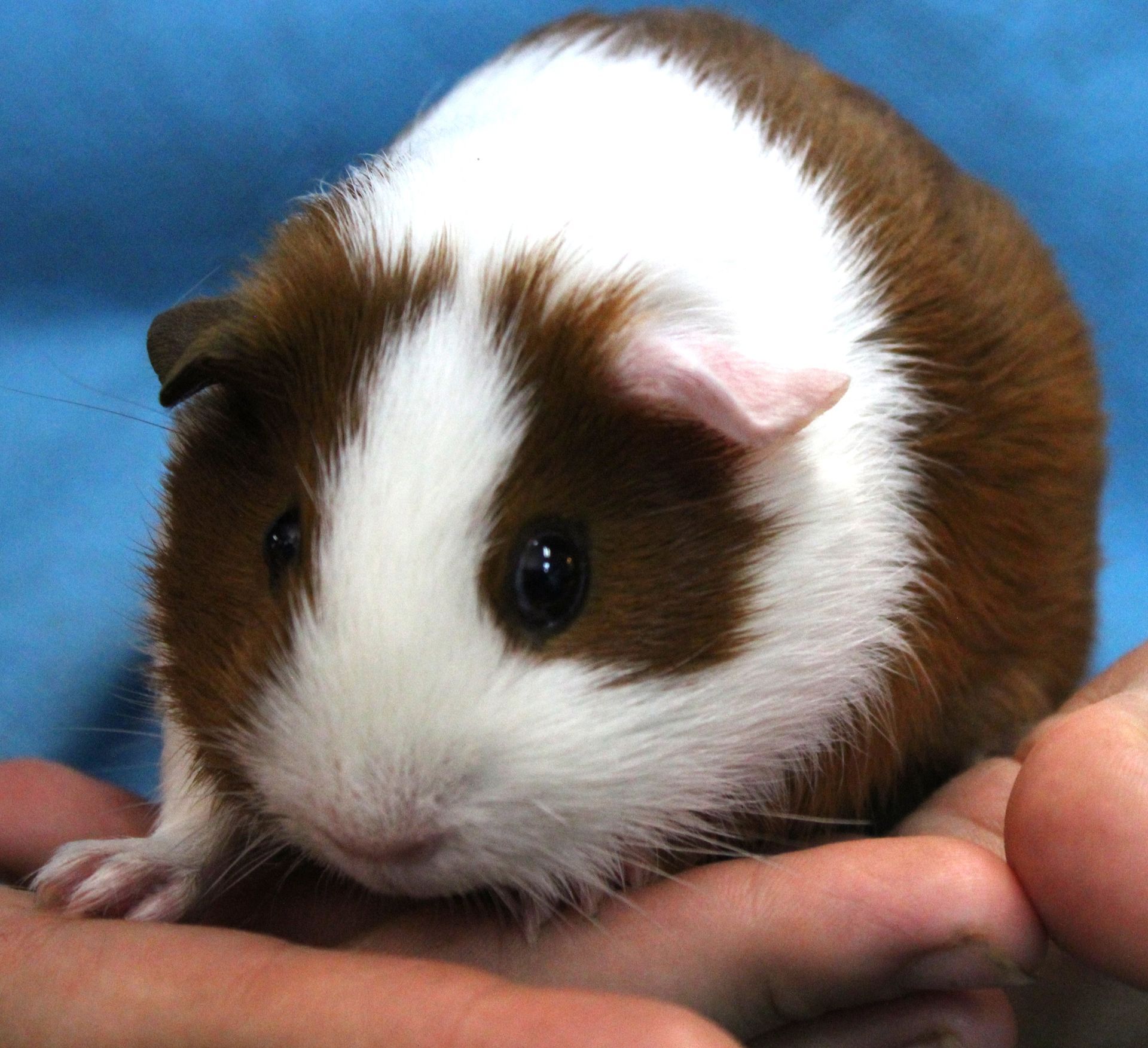 A person is holding a brown and white guinea pig