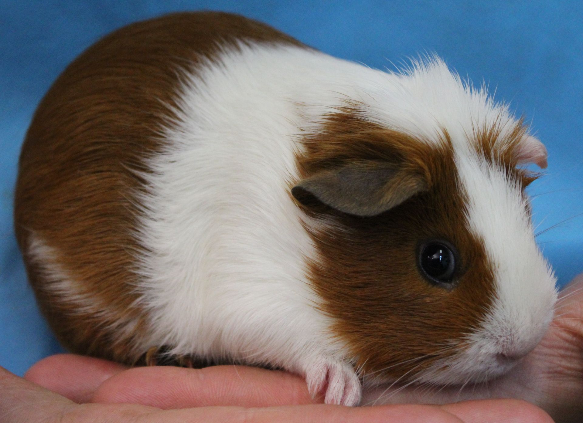 A brown and white guinea pig is being held in someone 's hand