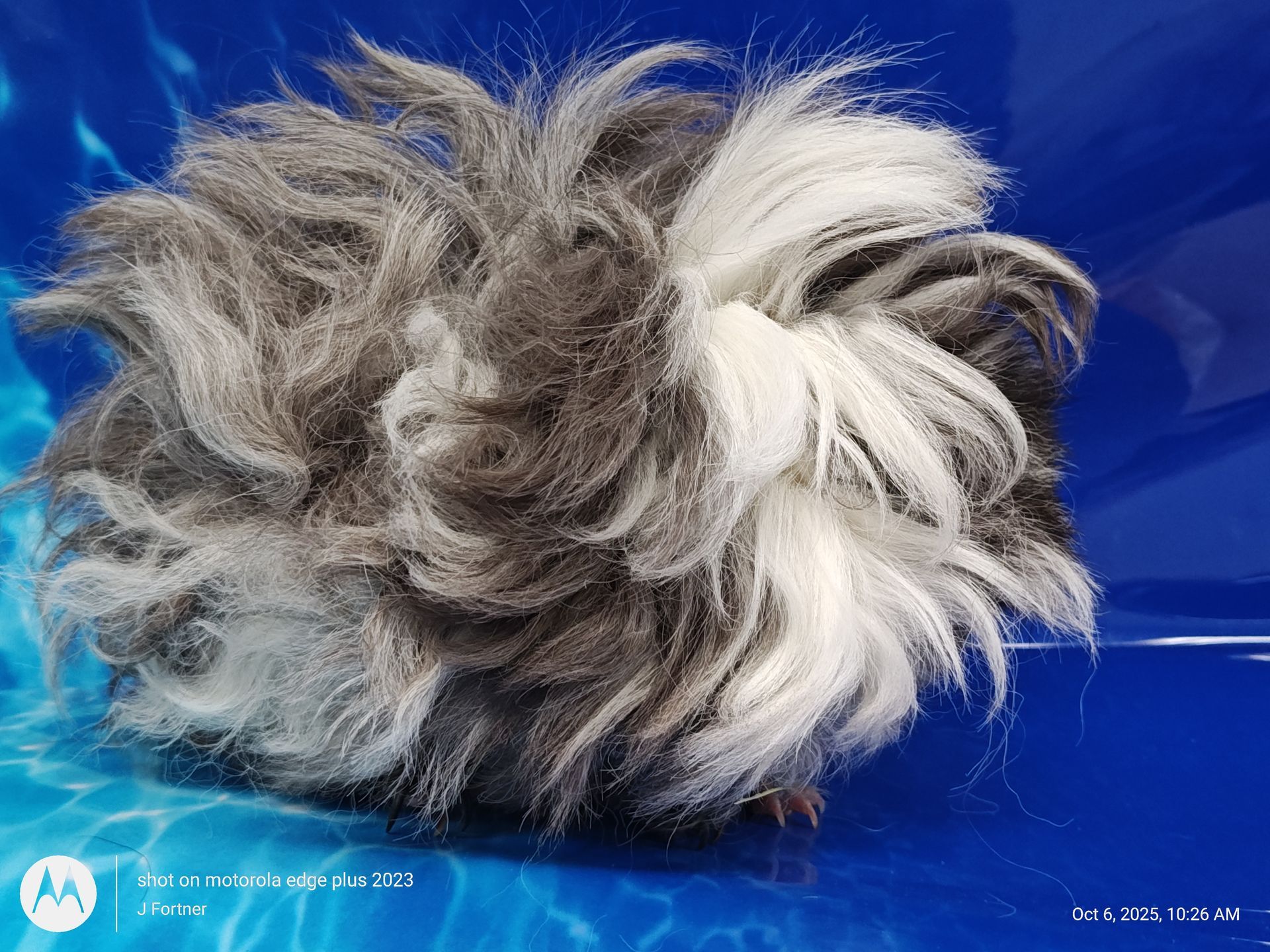 Guinea Pig / Cavy