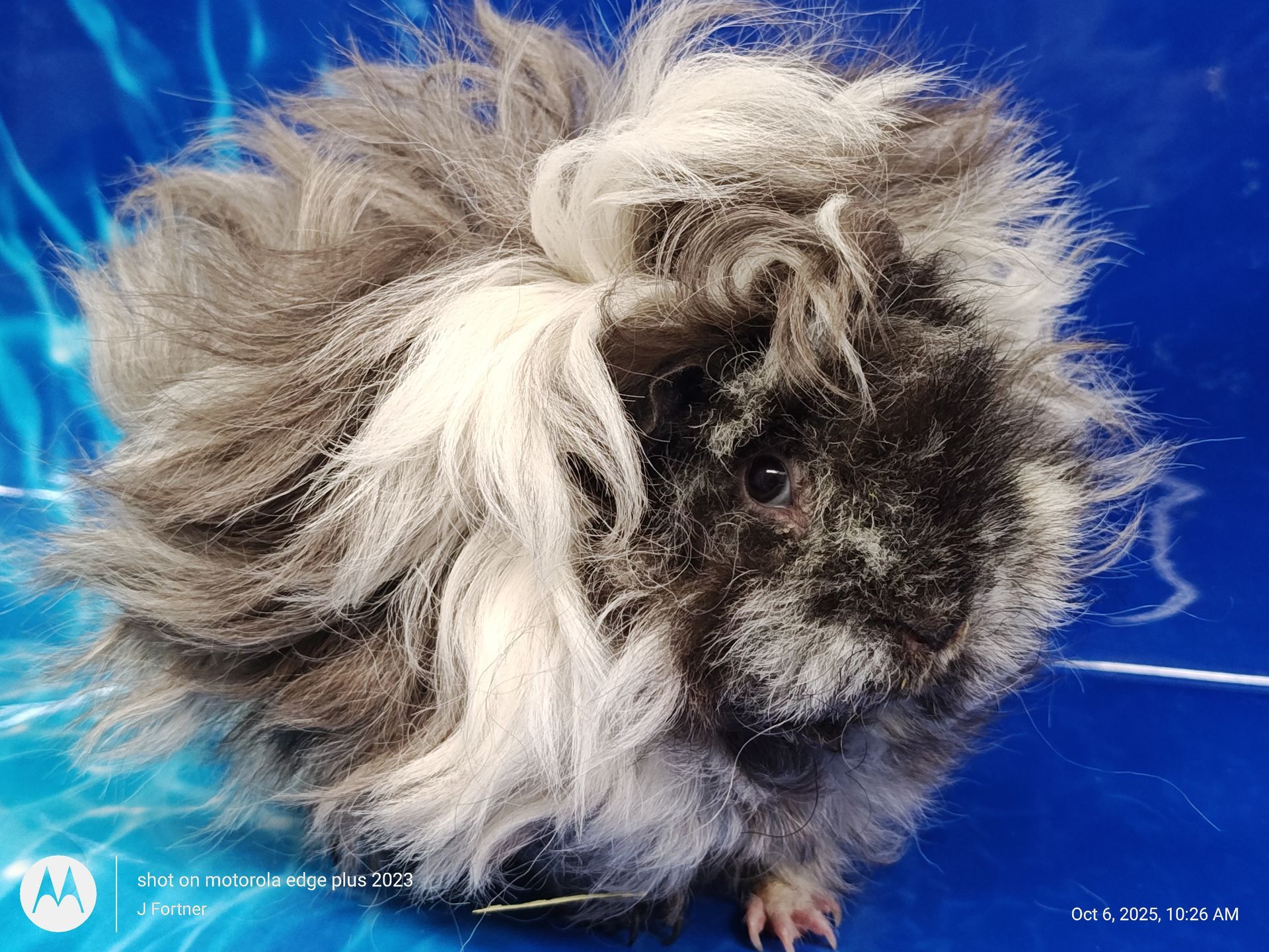 Guinea Pig / Cavy