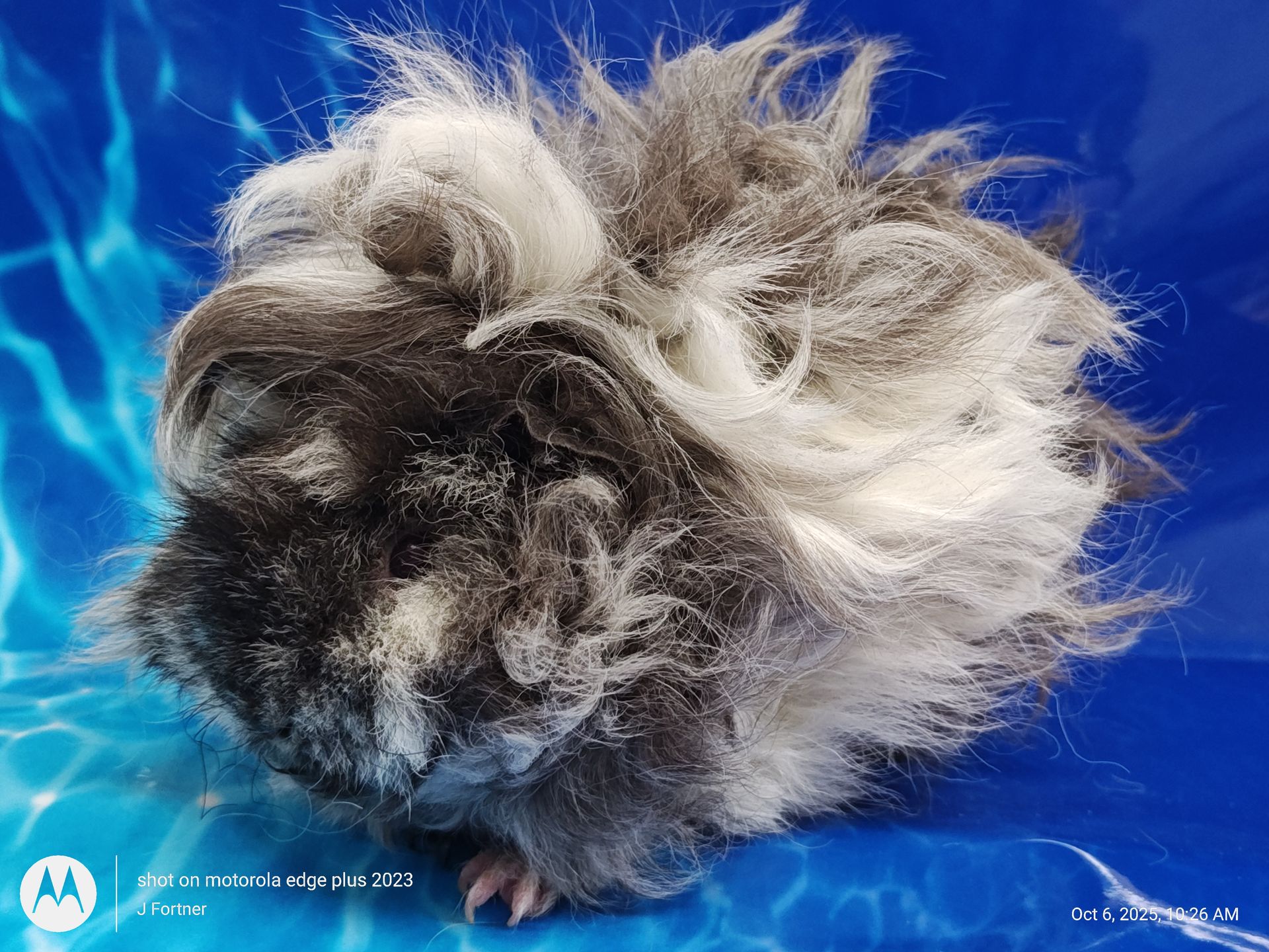 Guinea Pig / Cavy