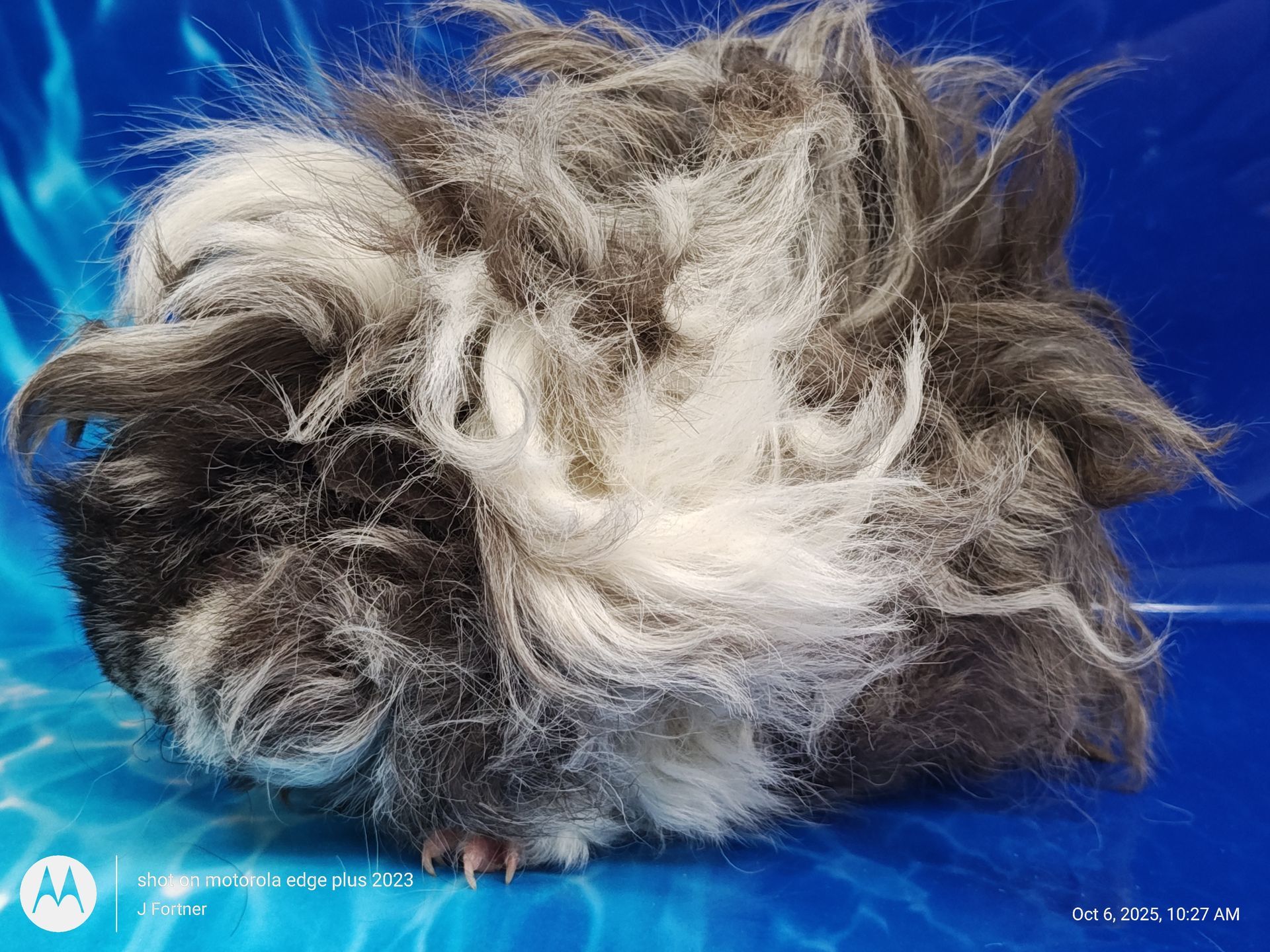 Guinea Pig / Cavy