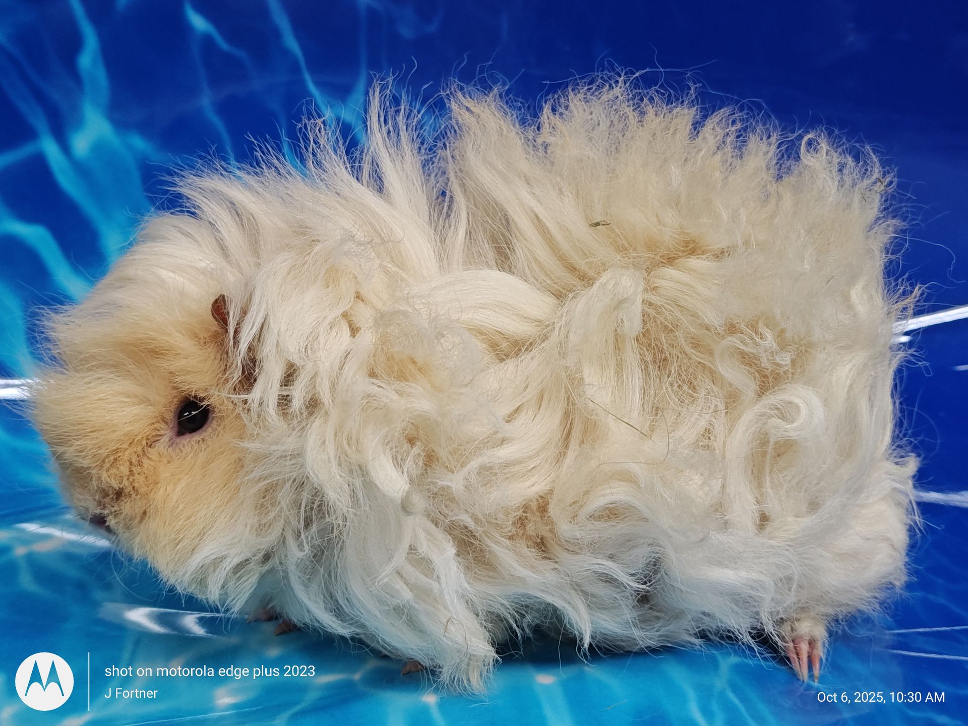 Guinea Pig / Cavy