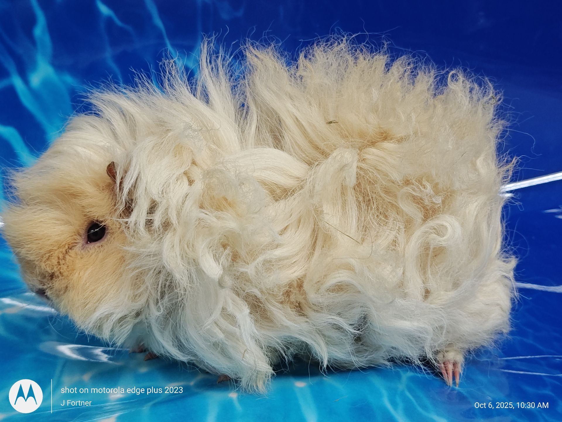 Guinea Pig / CavyGuinea Pig / Cavy