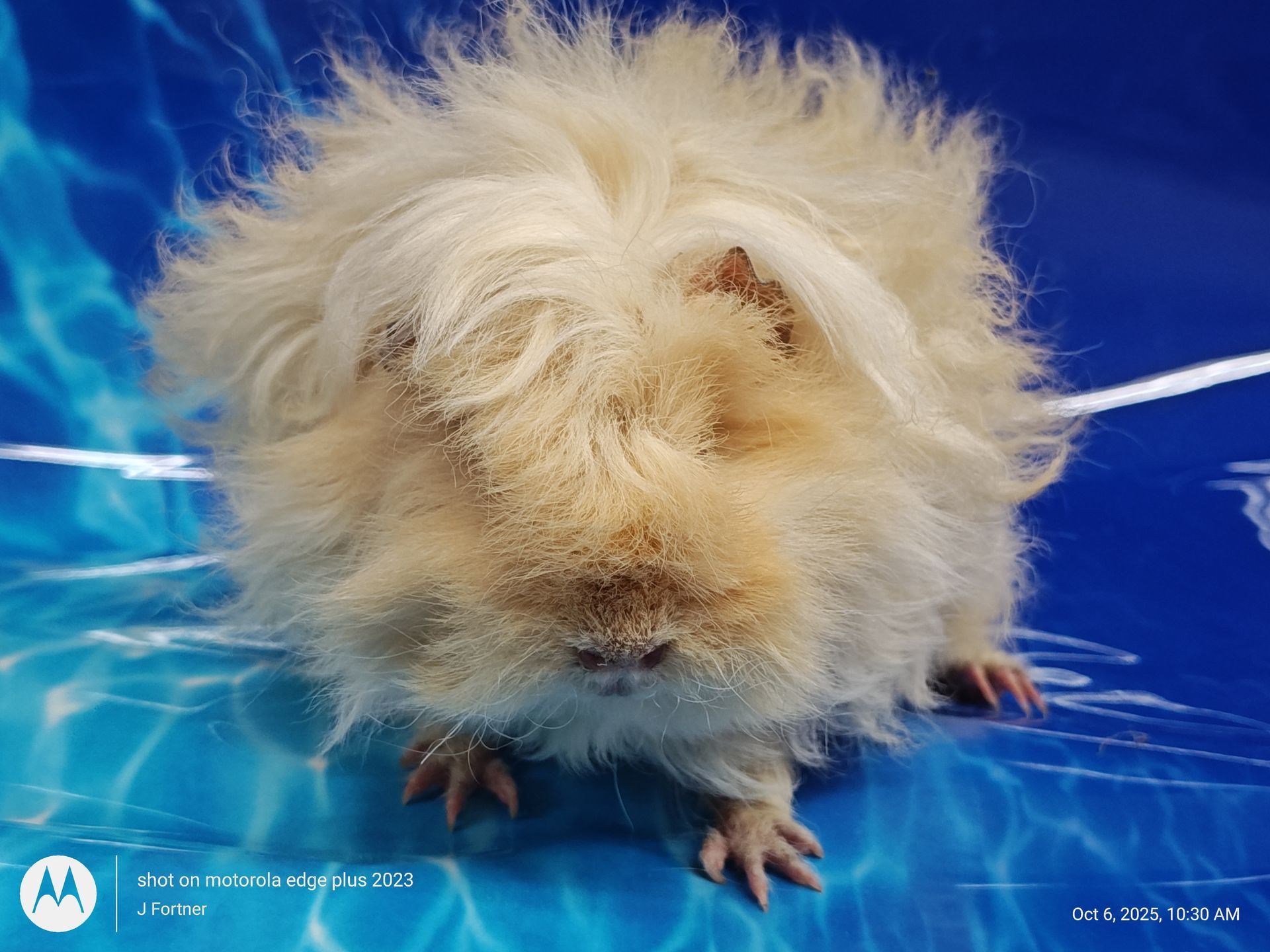 Guinea Pig / Cavy