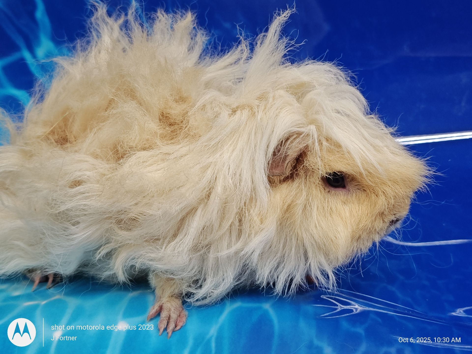 Guinea Pig / Cavy