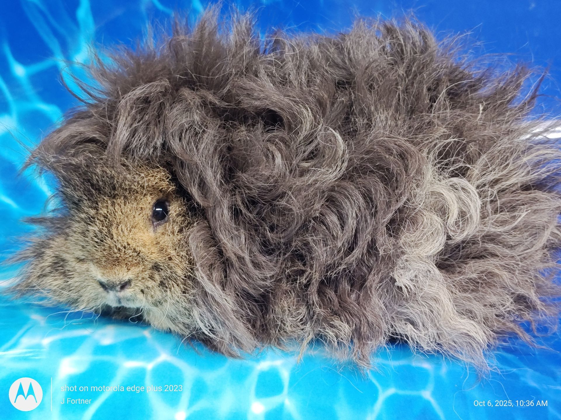 Guinea Pig / Cavy
