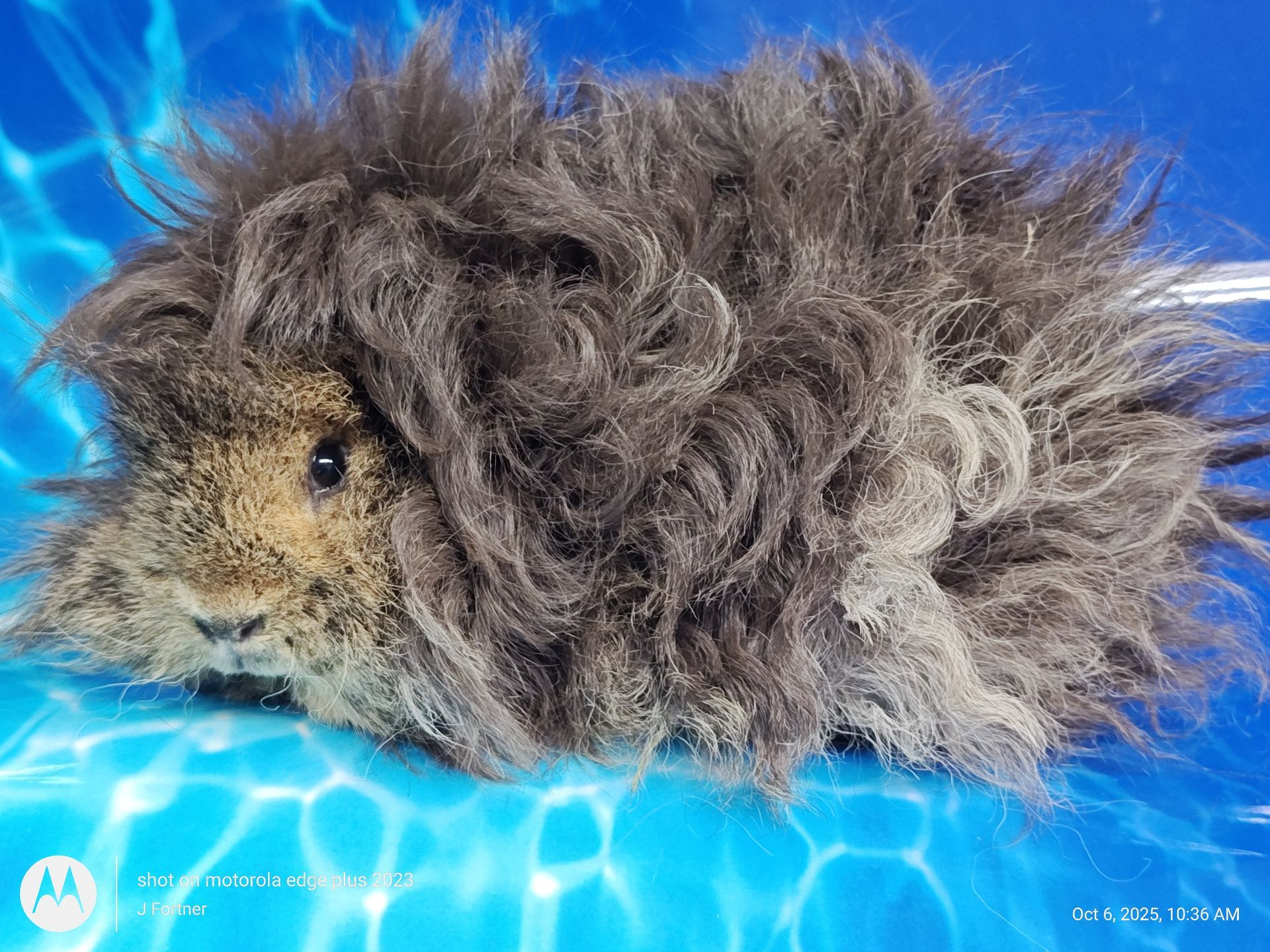 Guinea Pig / Cavy