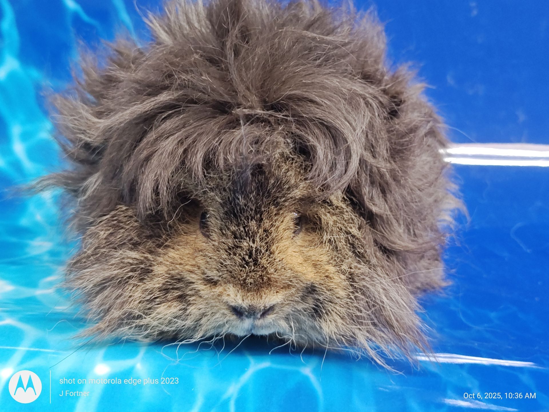 Guinea Pig / Cavy