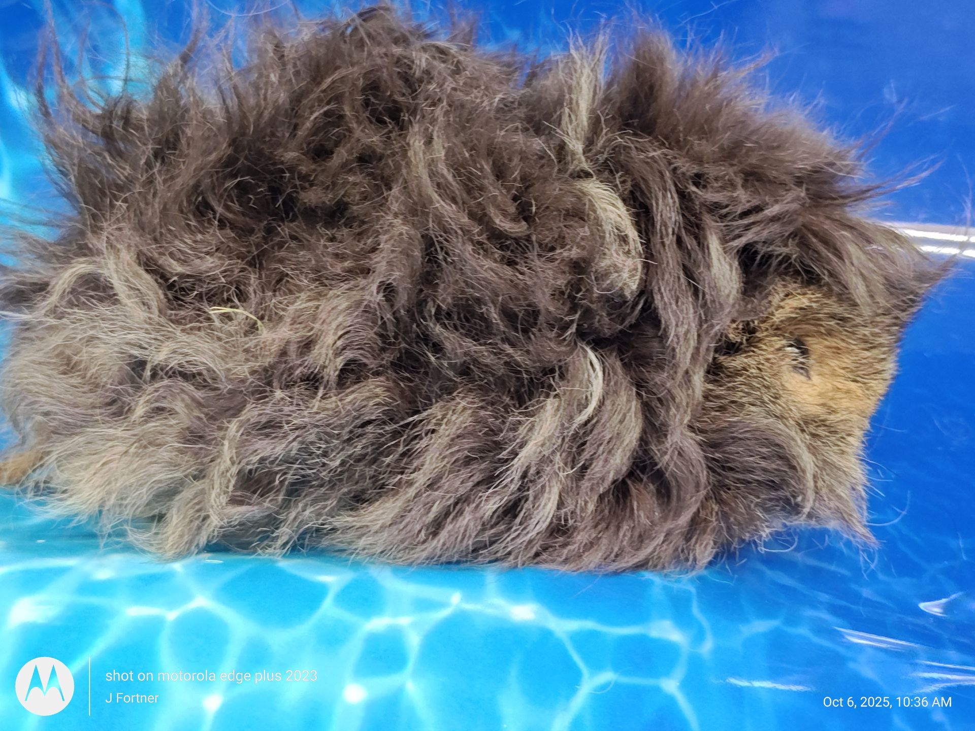 Guinea Pig / Cavy