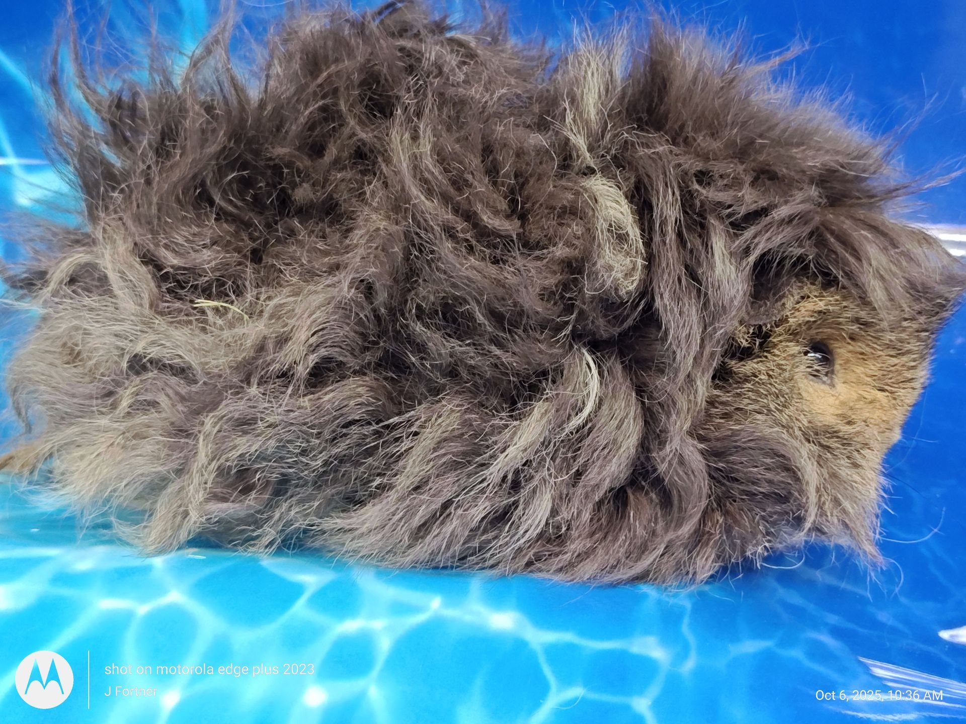 Guinea Pig / Cavy