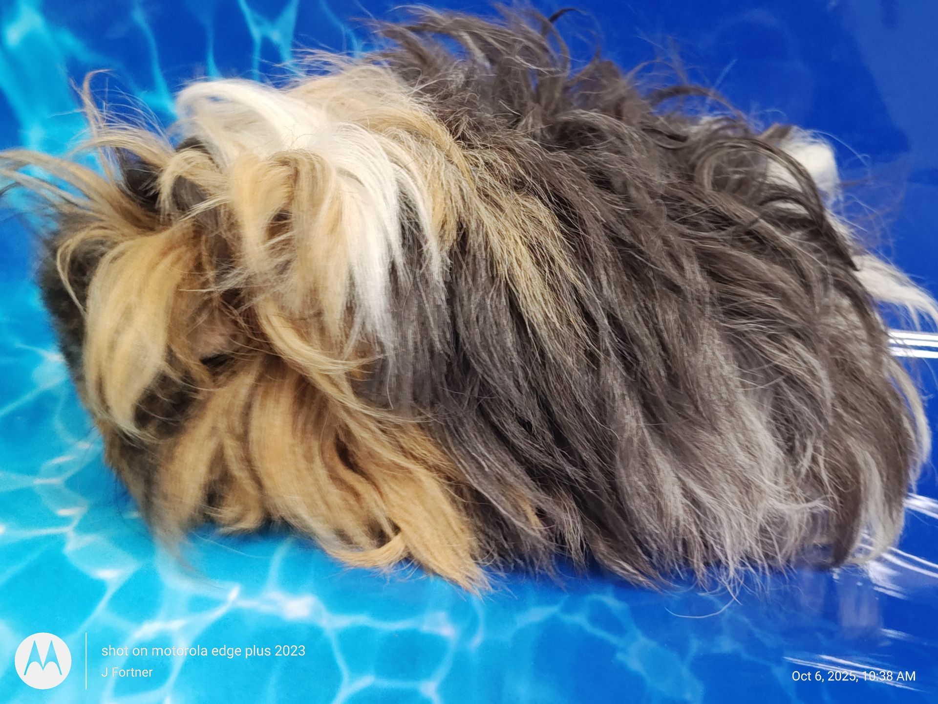 Guinea Pig / Cavy