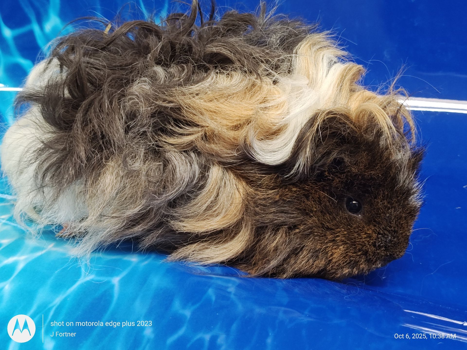 Guinea Pig / Cavy