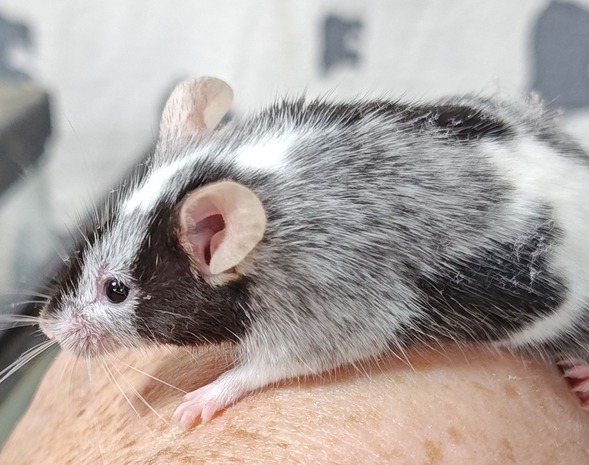 Blue and Black Merle Roan Fancy Mouse