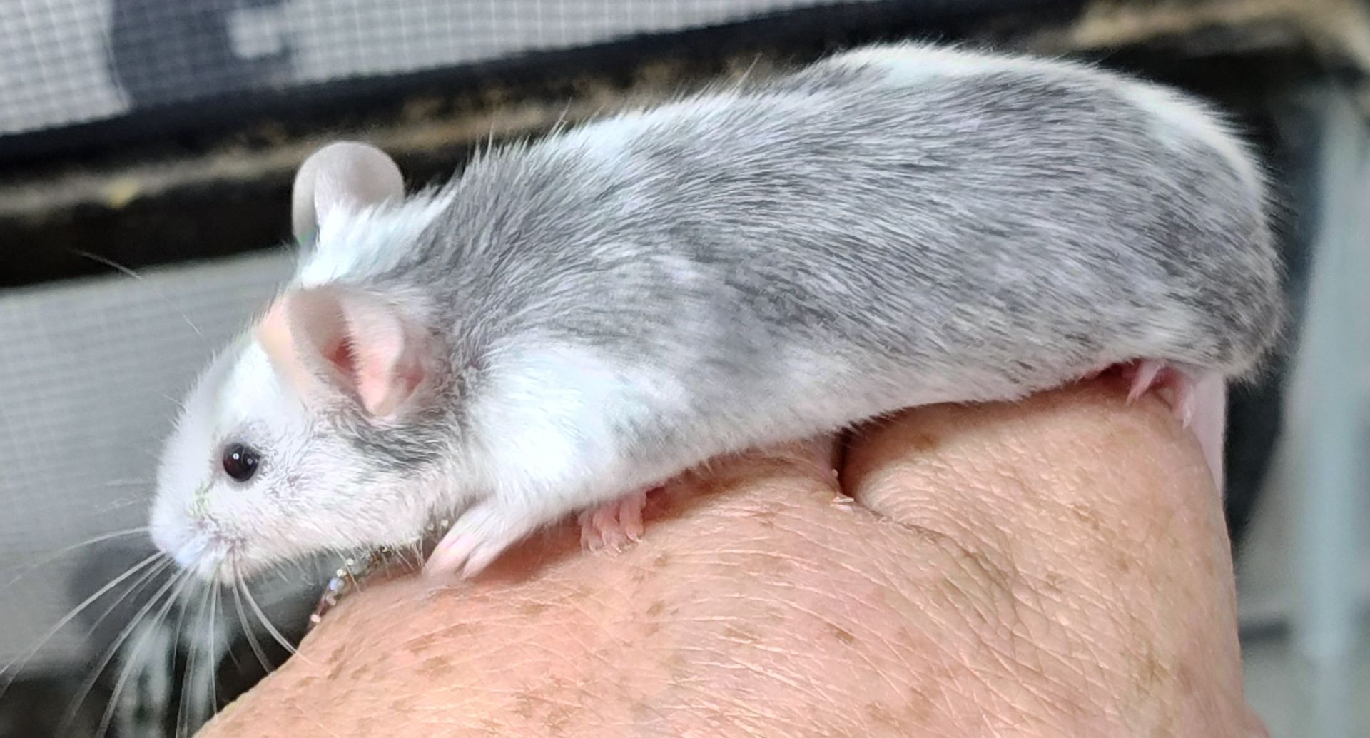 Blue Roan Pied Fancy Mouse