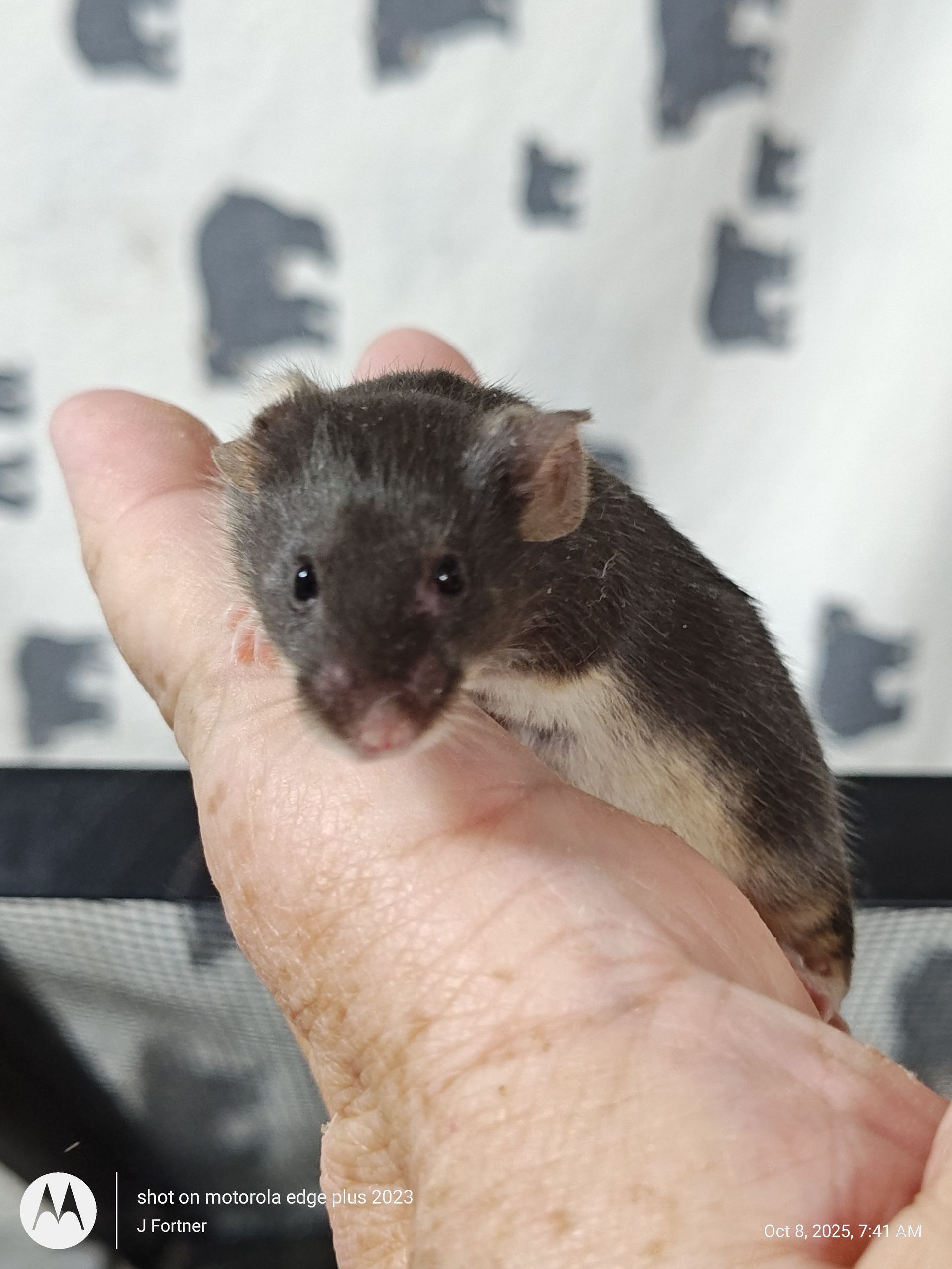 Fancy Mouse Fold eared Black Tan