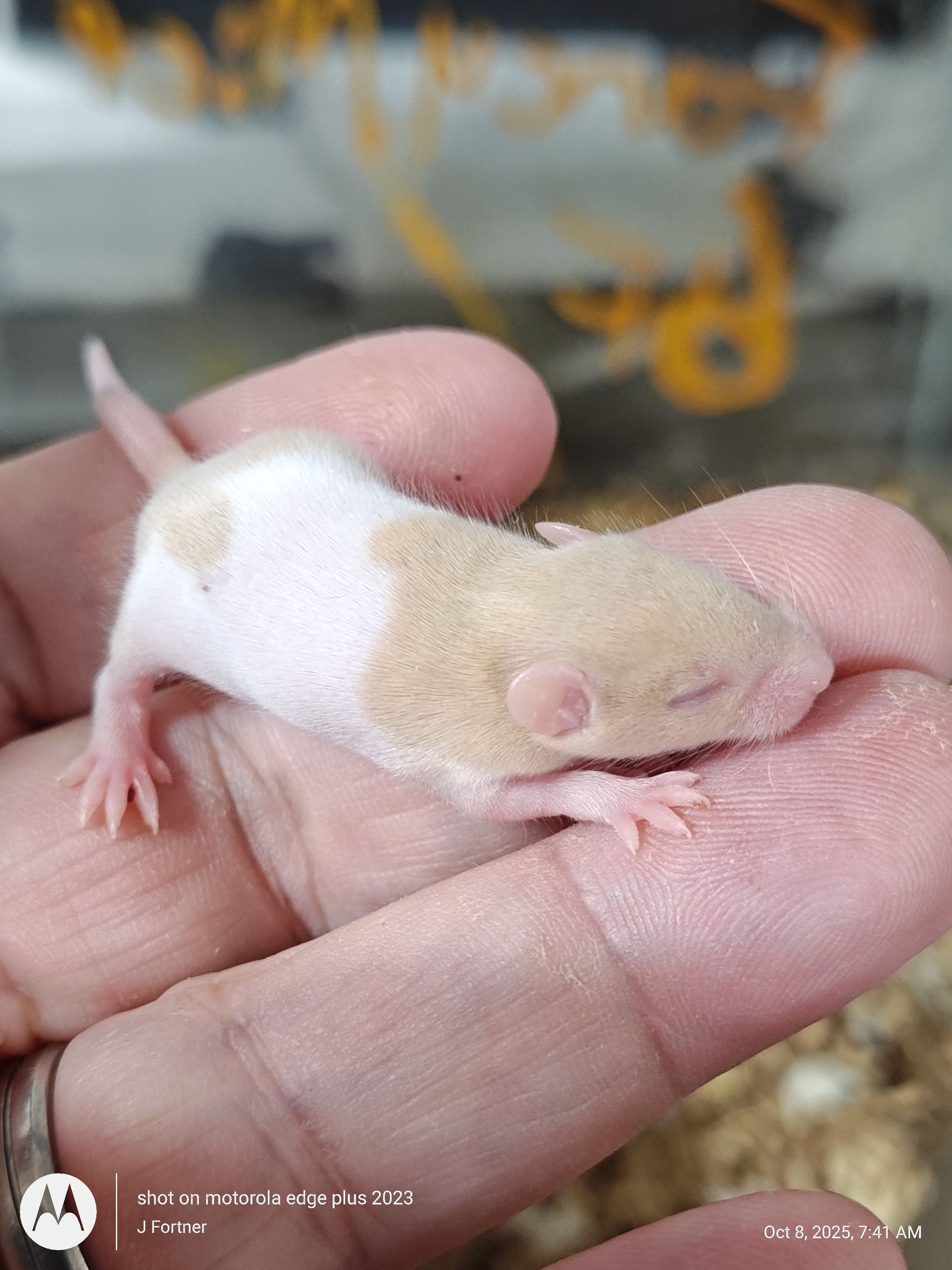 Cream and White Pied Fancy Mouse