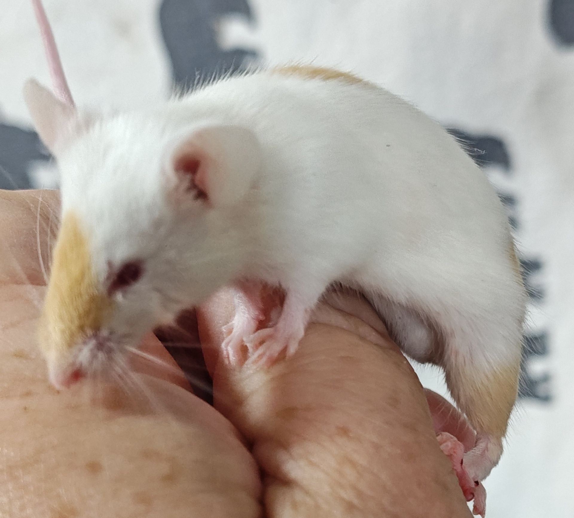 Red and White Satin Fancy Mouse