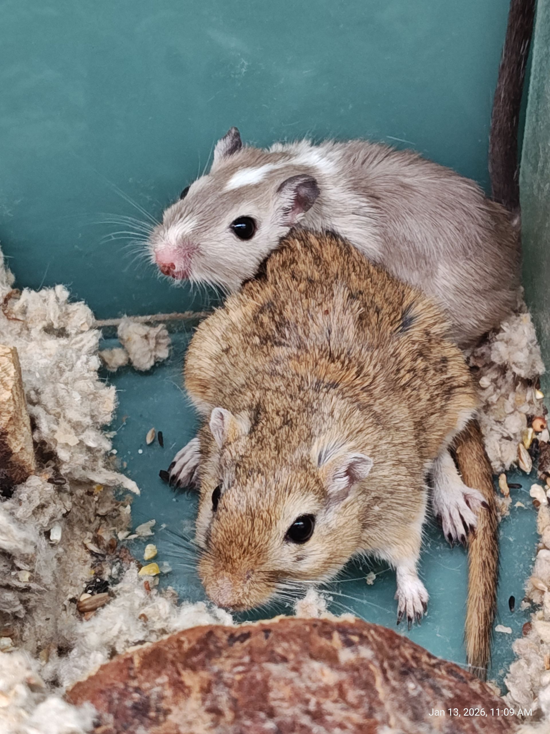 Gerbils