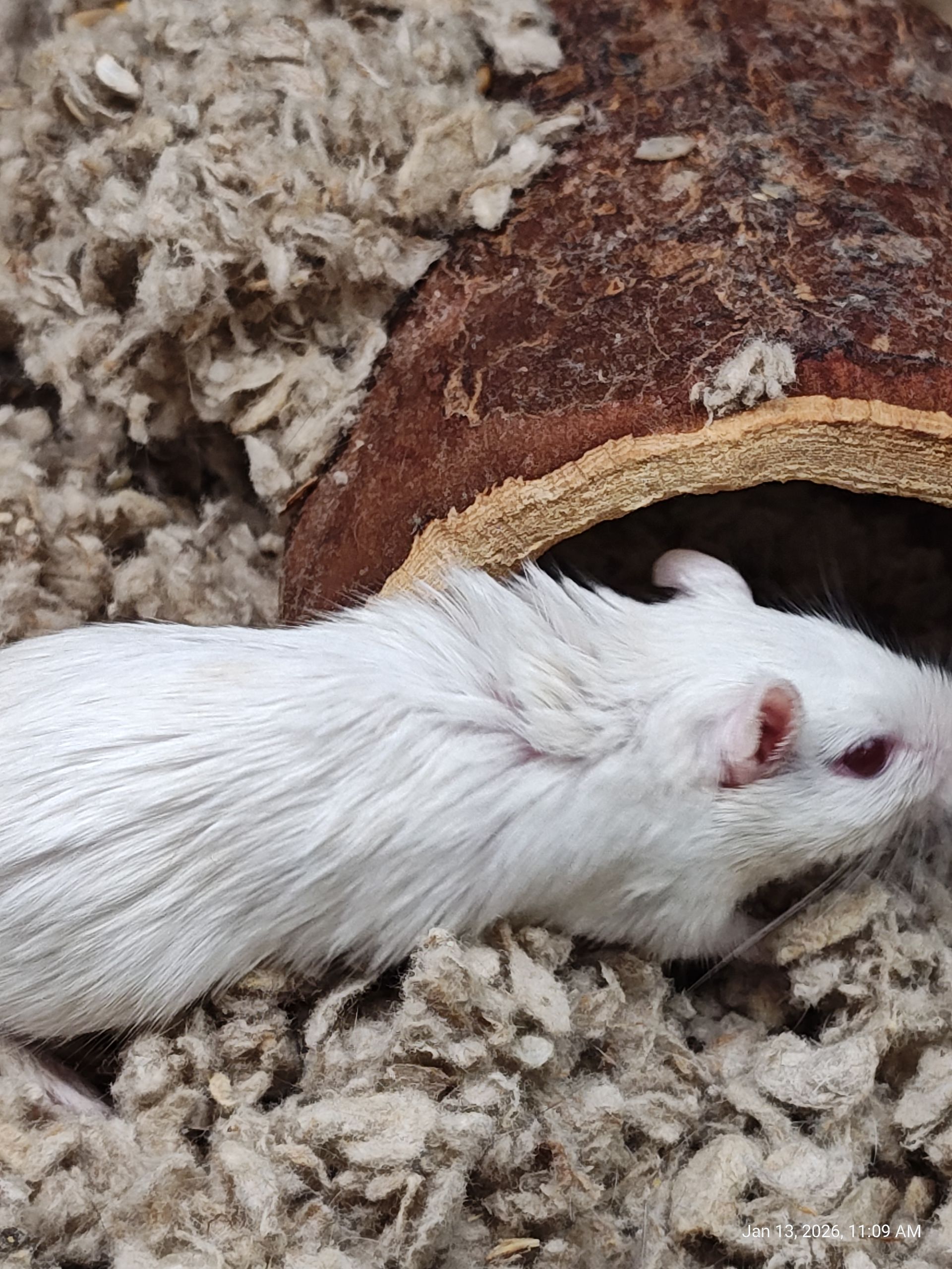 Campbells Dwarf Hamsters