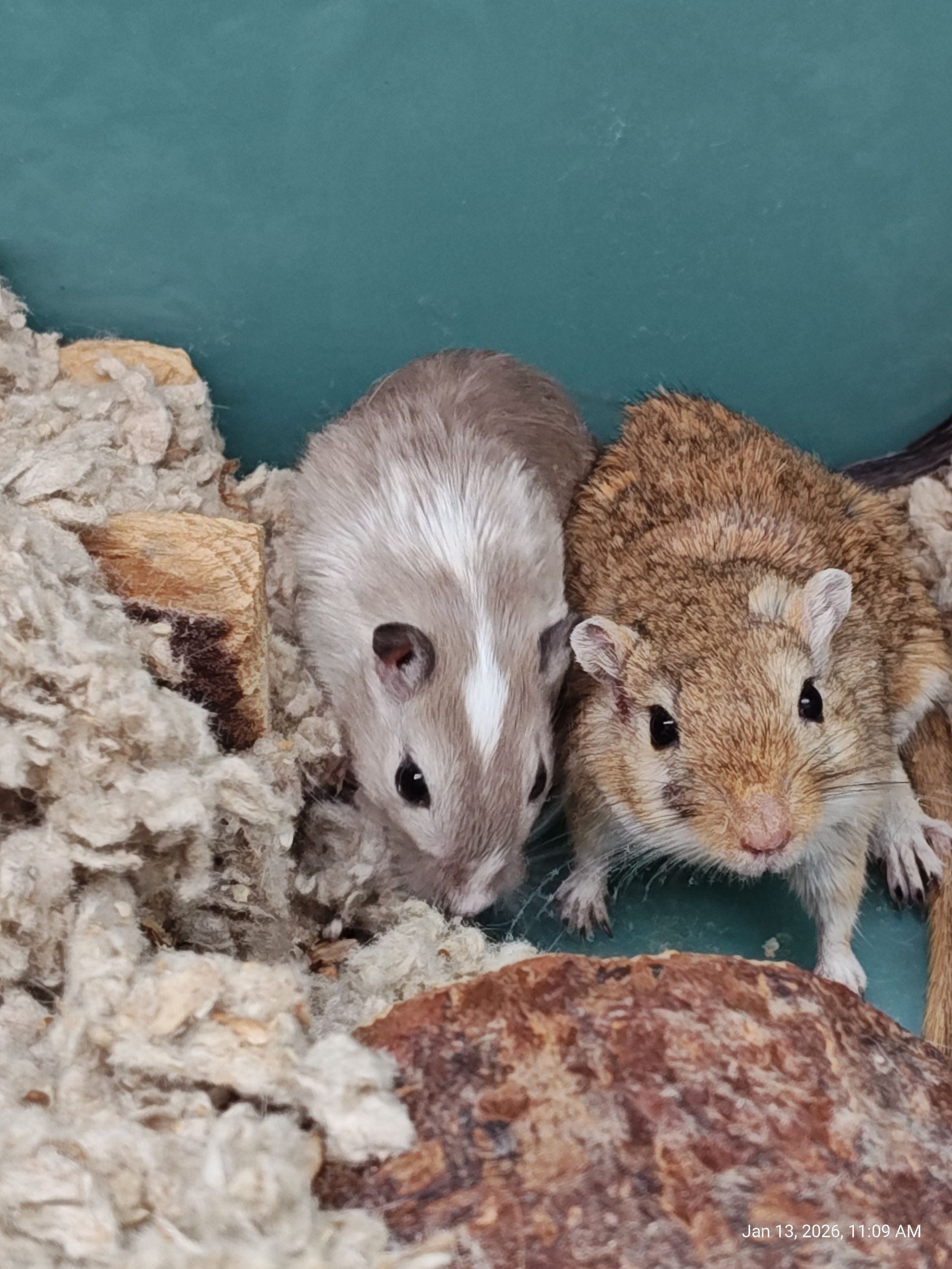 Campbells Dwarf Hamsters