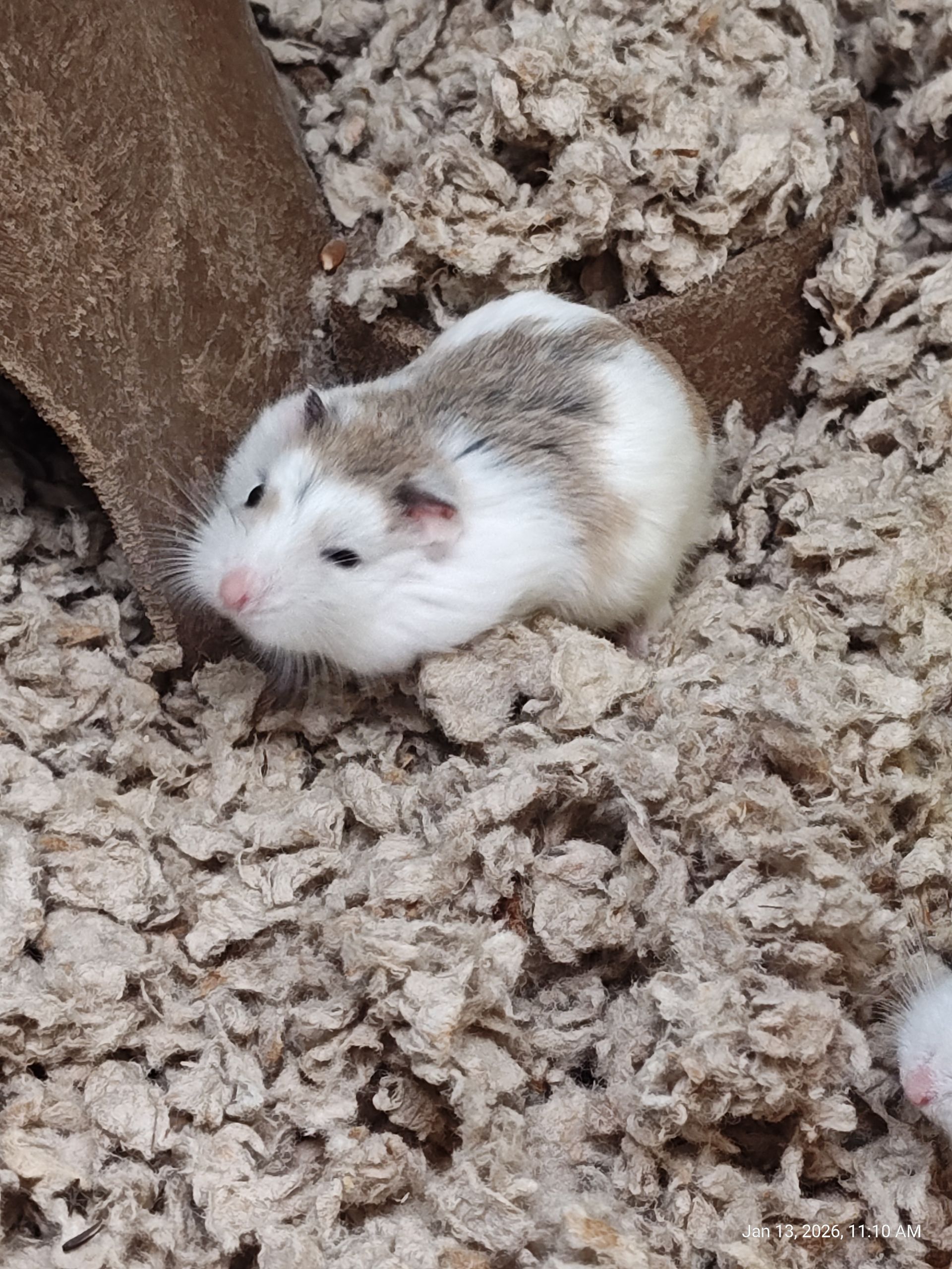 Robo Hamster