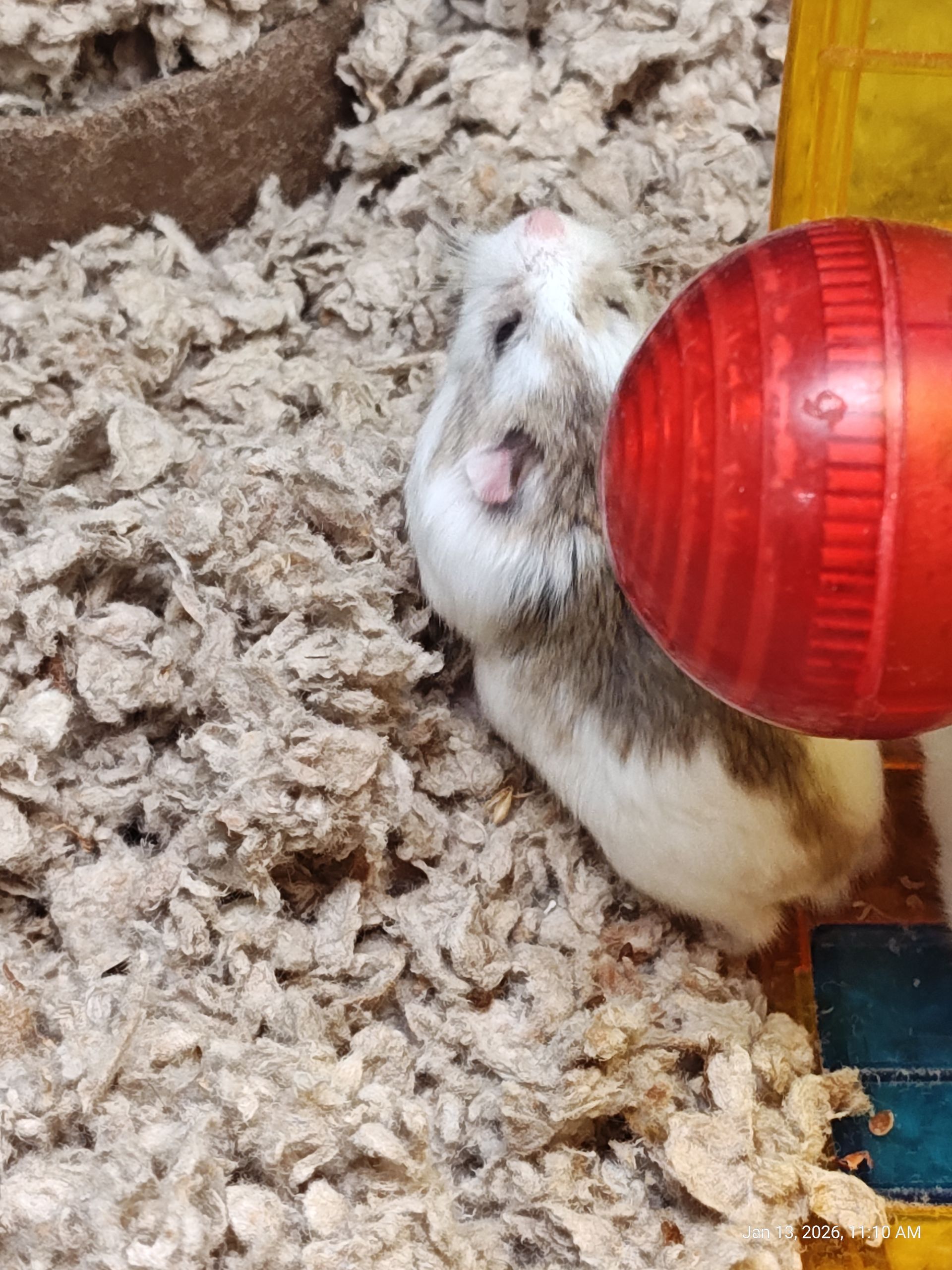 Robo Hamster