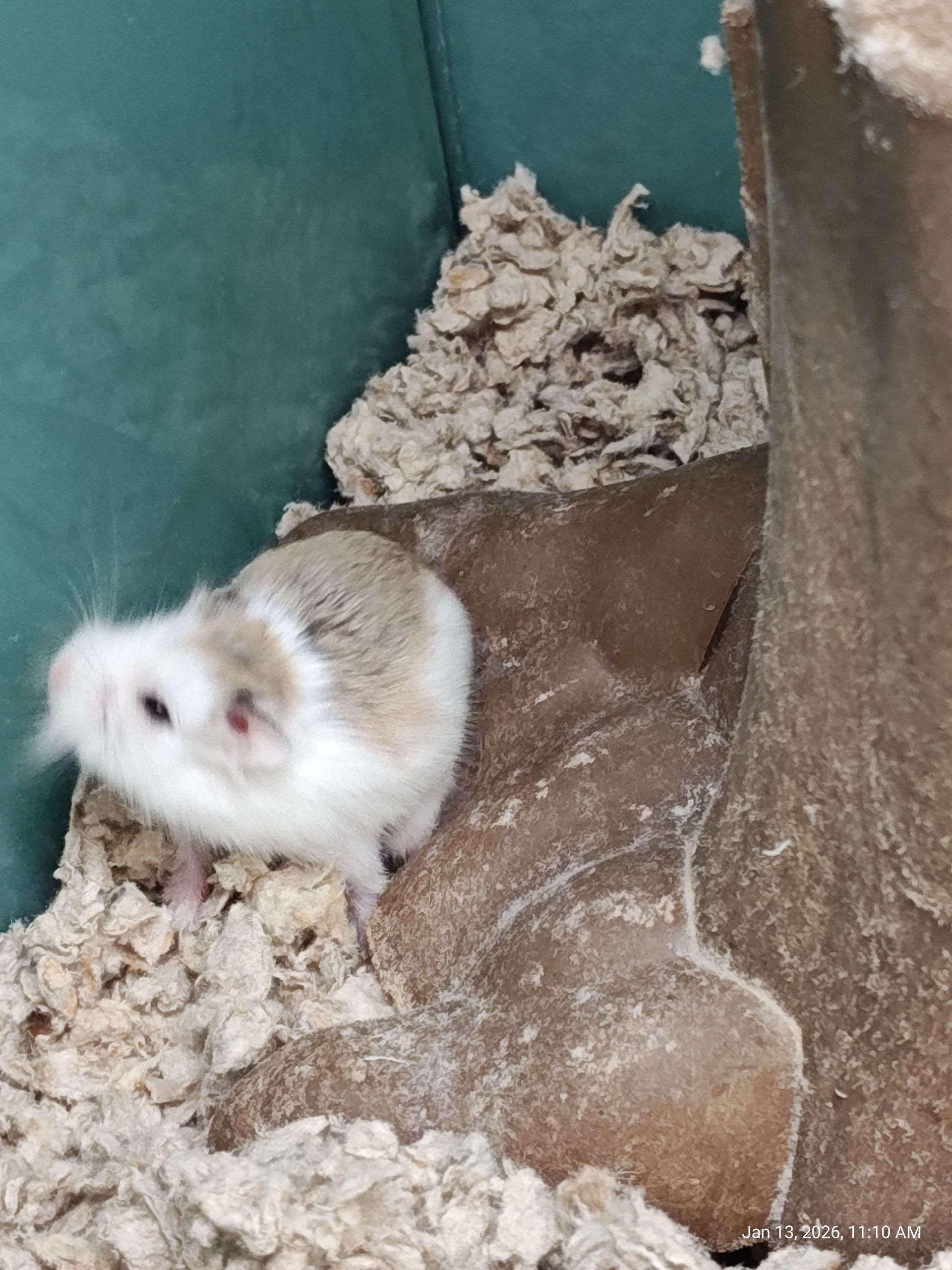 Robo Hamster