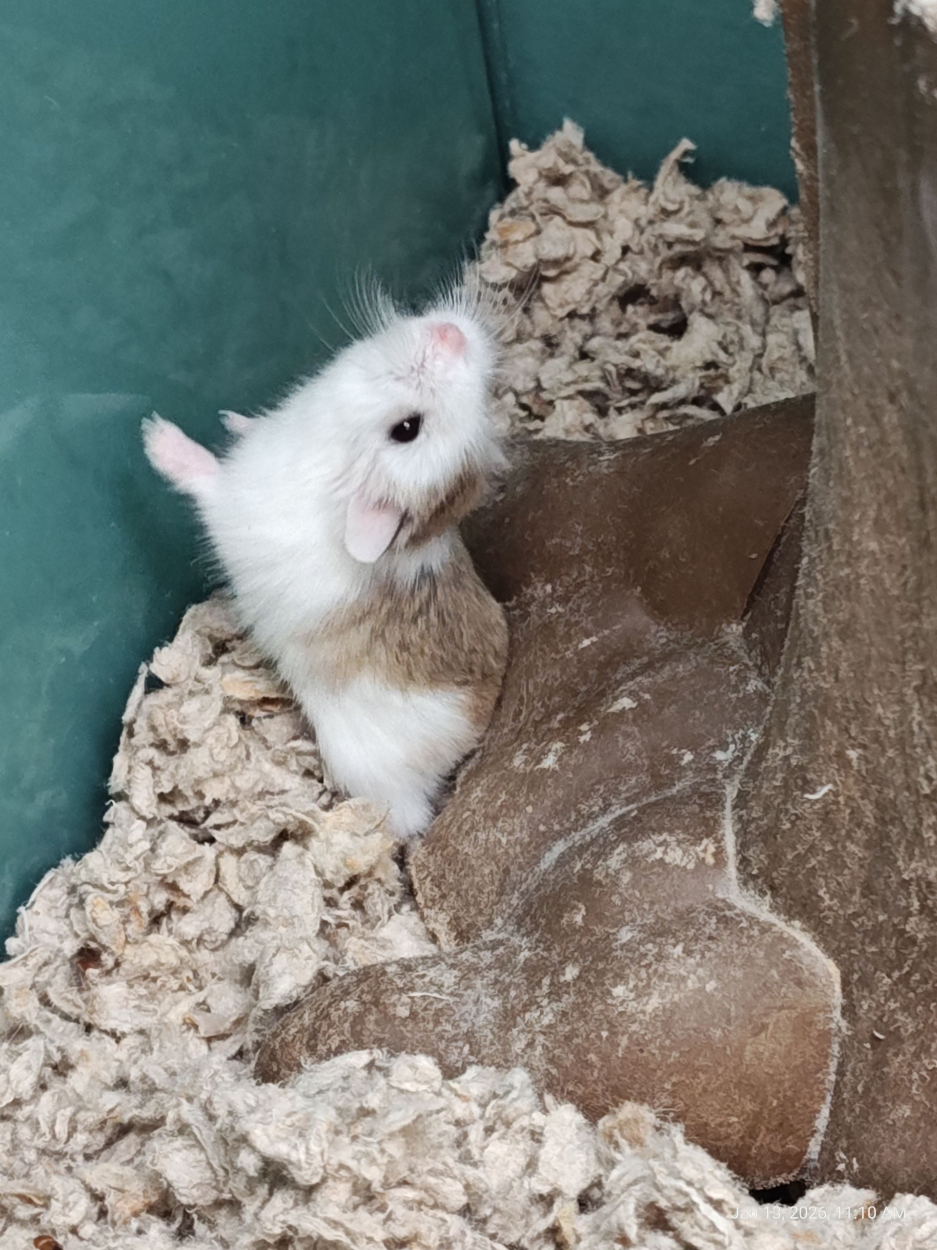 Robo Hamster