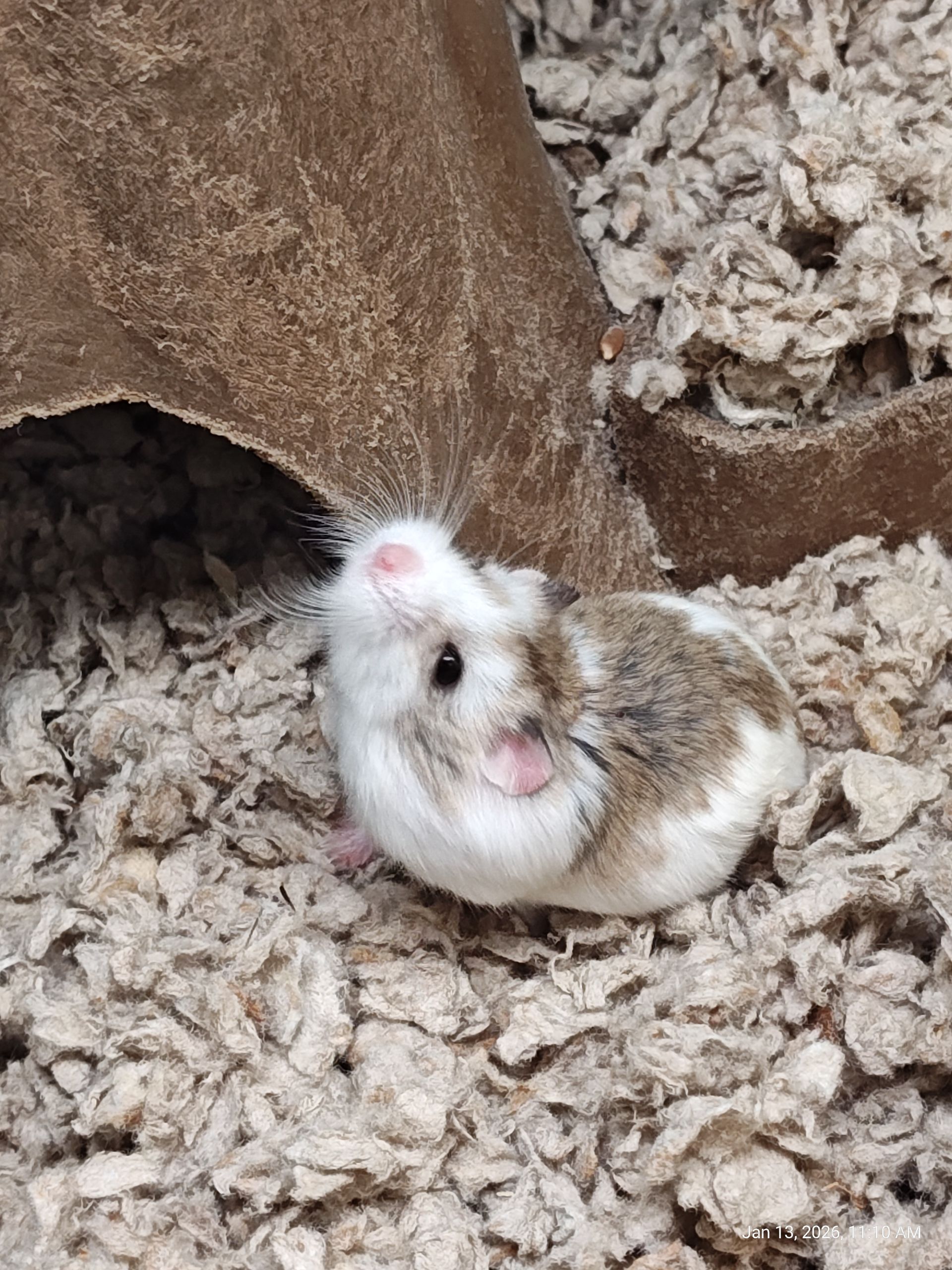 Robo Hamster