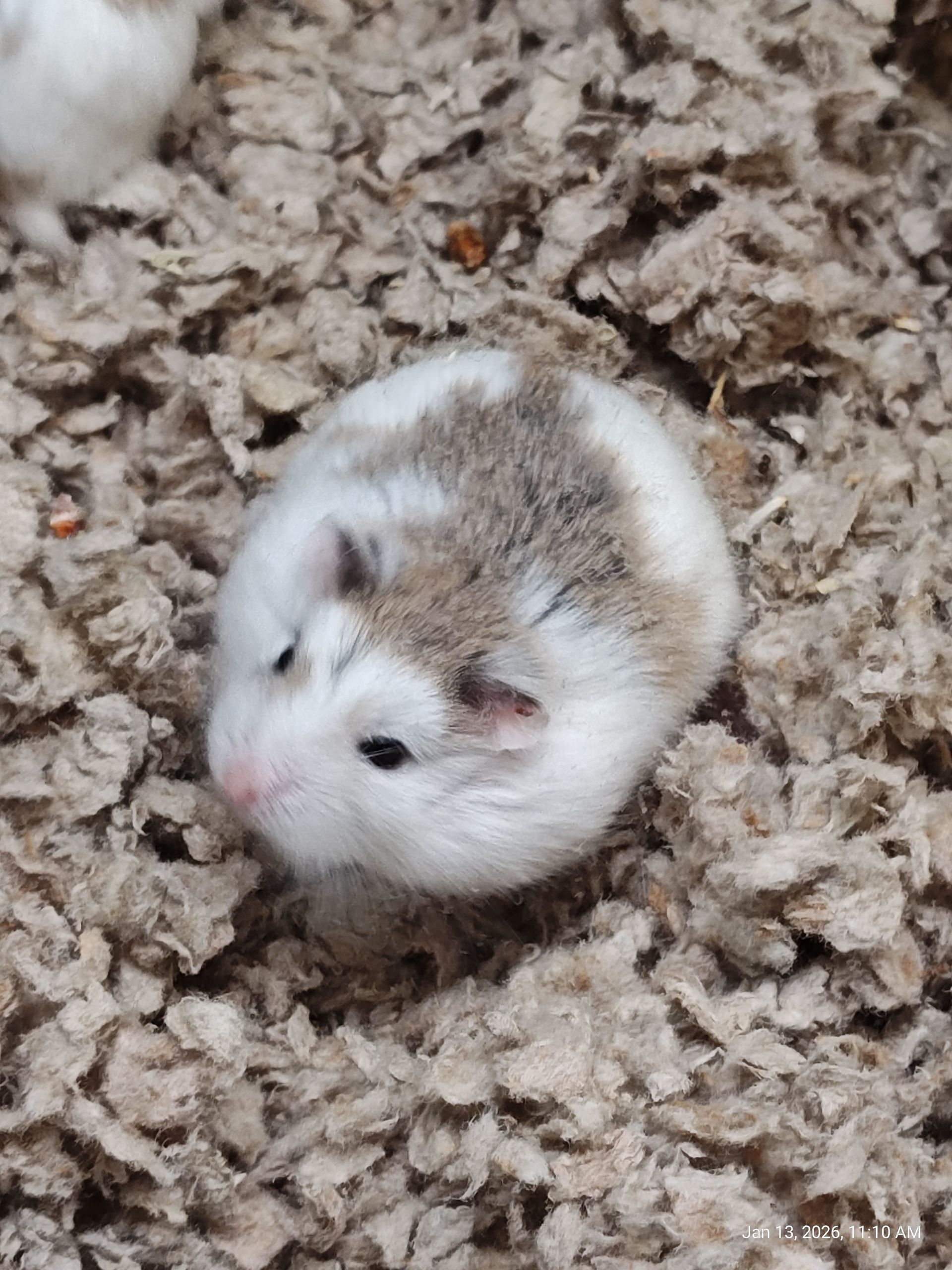 Robo Hamster