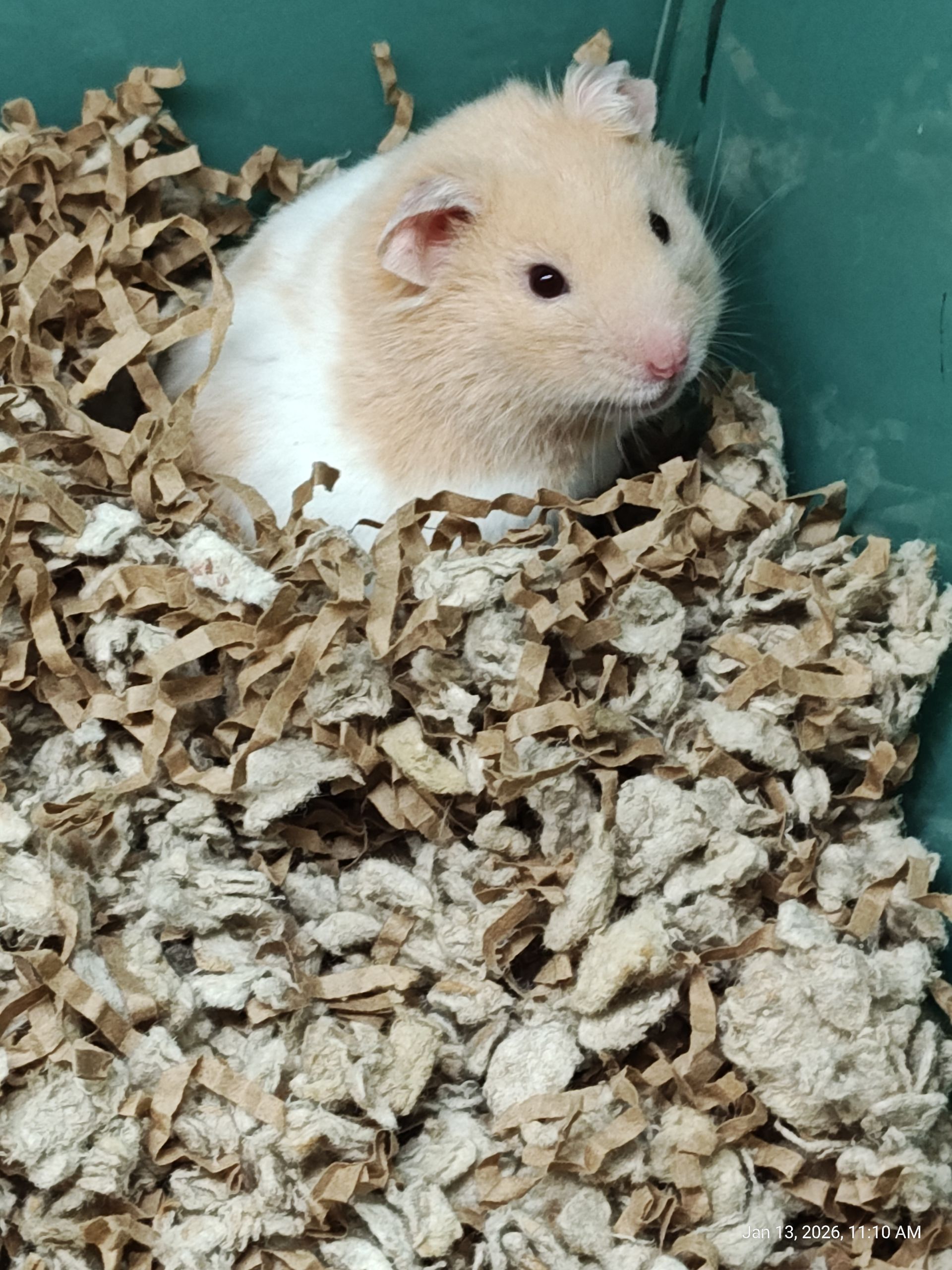 Syrian Panda Hamster