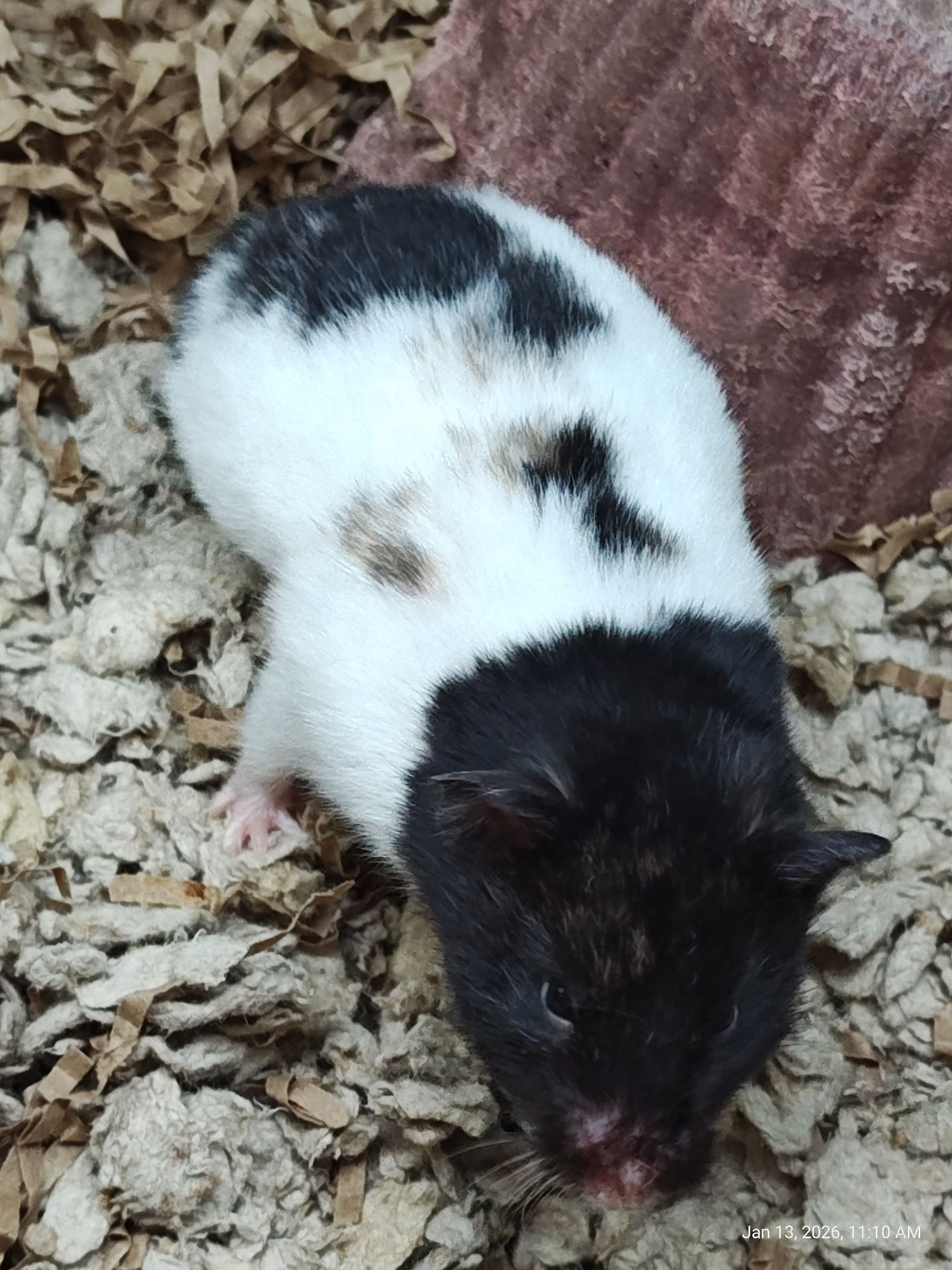 Syrian Panda Hamster