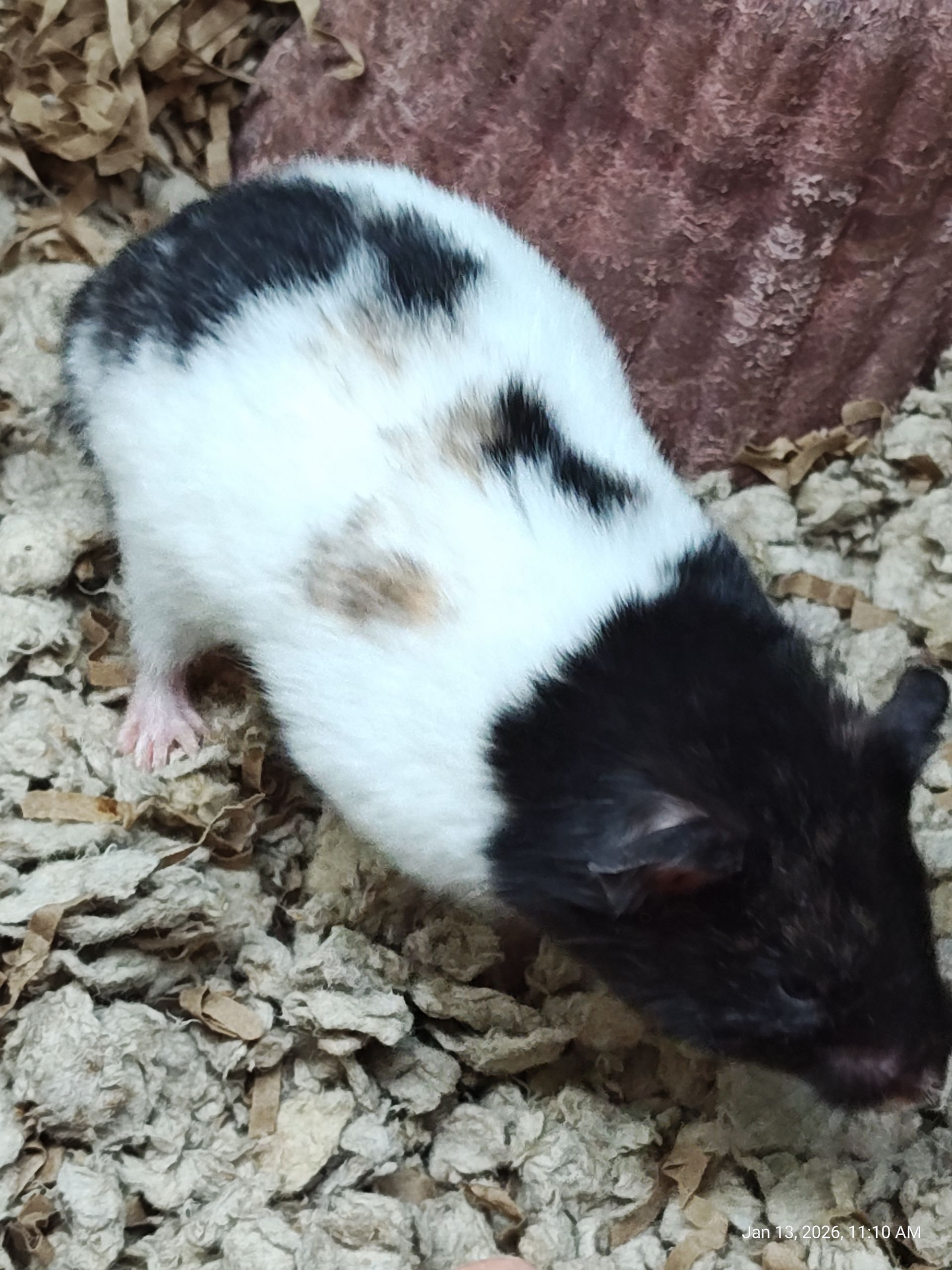 Syrian Panda Hamster