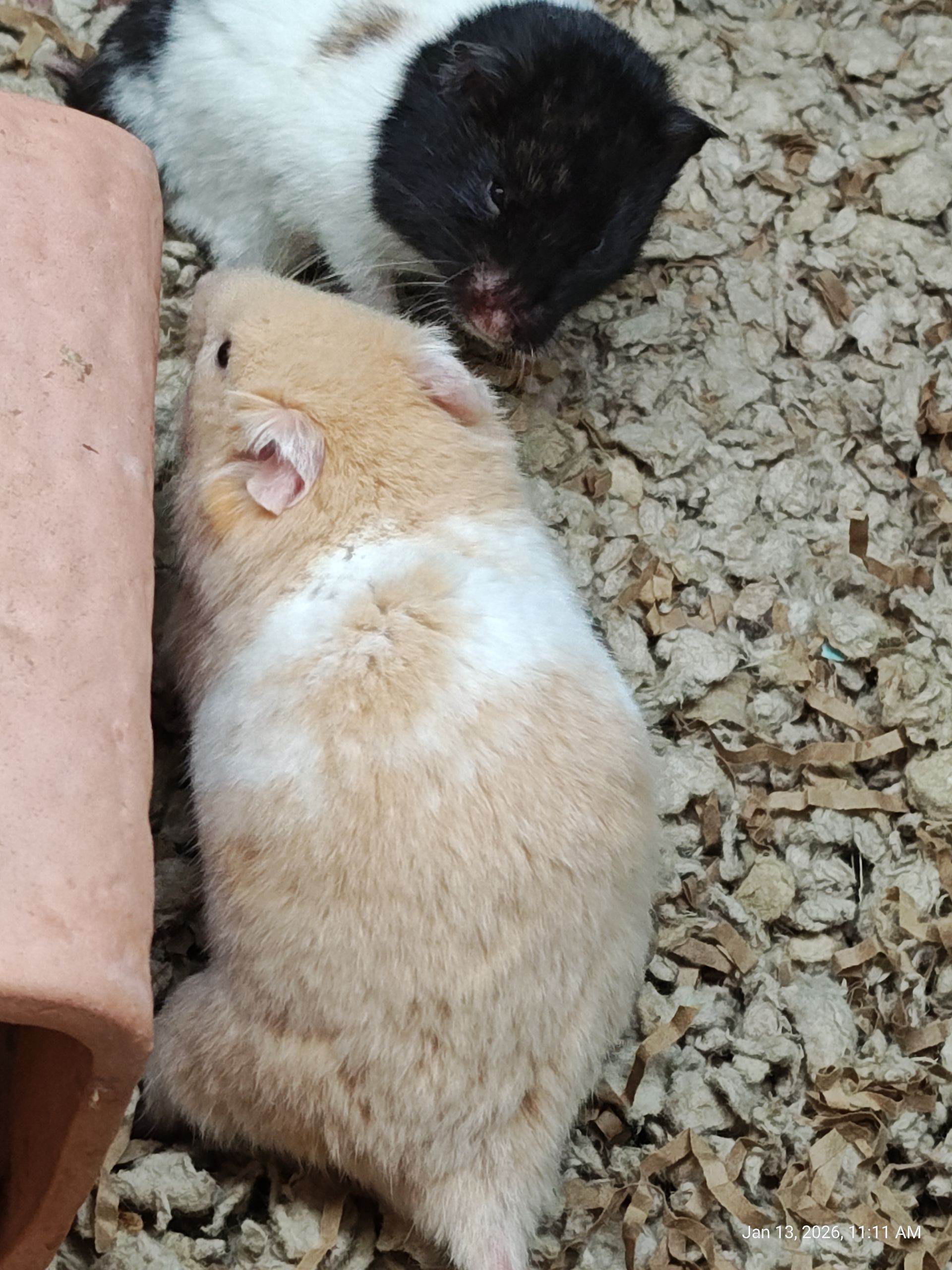 Syrian Panda Hamster