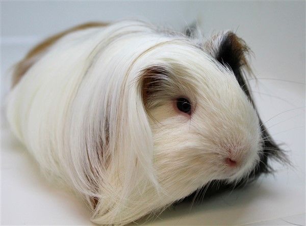 A white and brown guinea pig with long hair