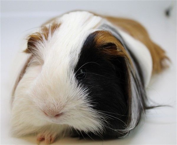 A black and white guinea pig laying down on a white surface