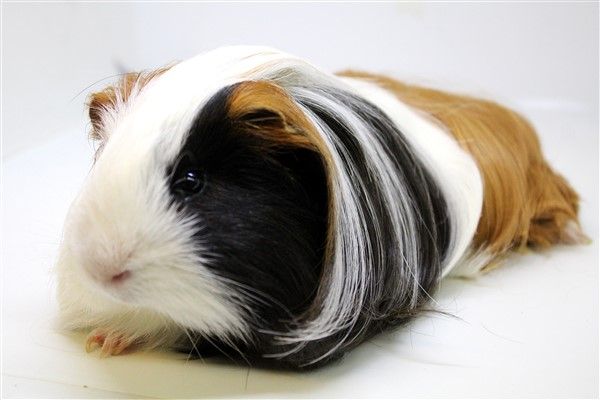 Rooster -Silkie – Abilene, KS – Paws-N-Claws