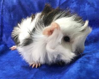 Black and white guinea pig — Abilene, KS — Paws -N-Claws