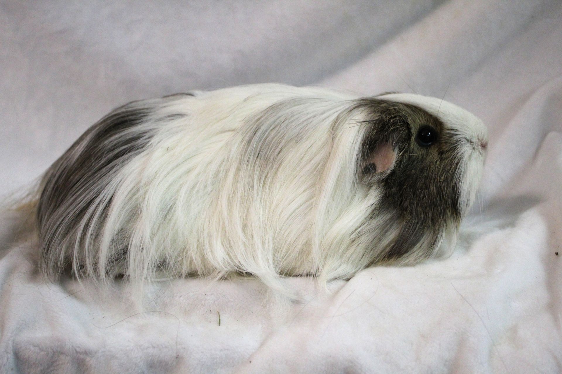 Guinea Pig / Cavy