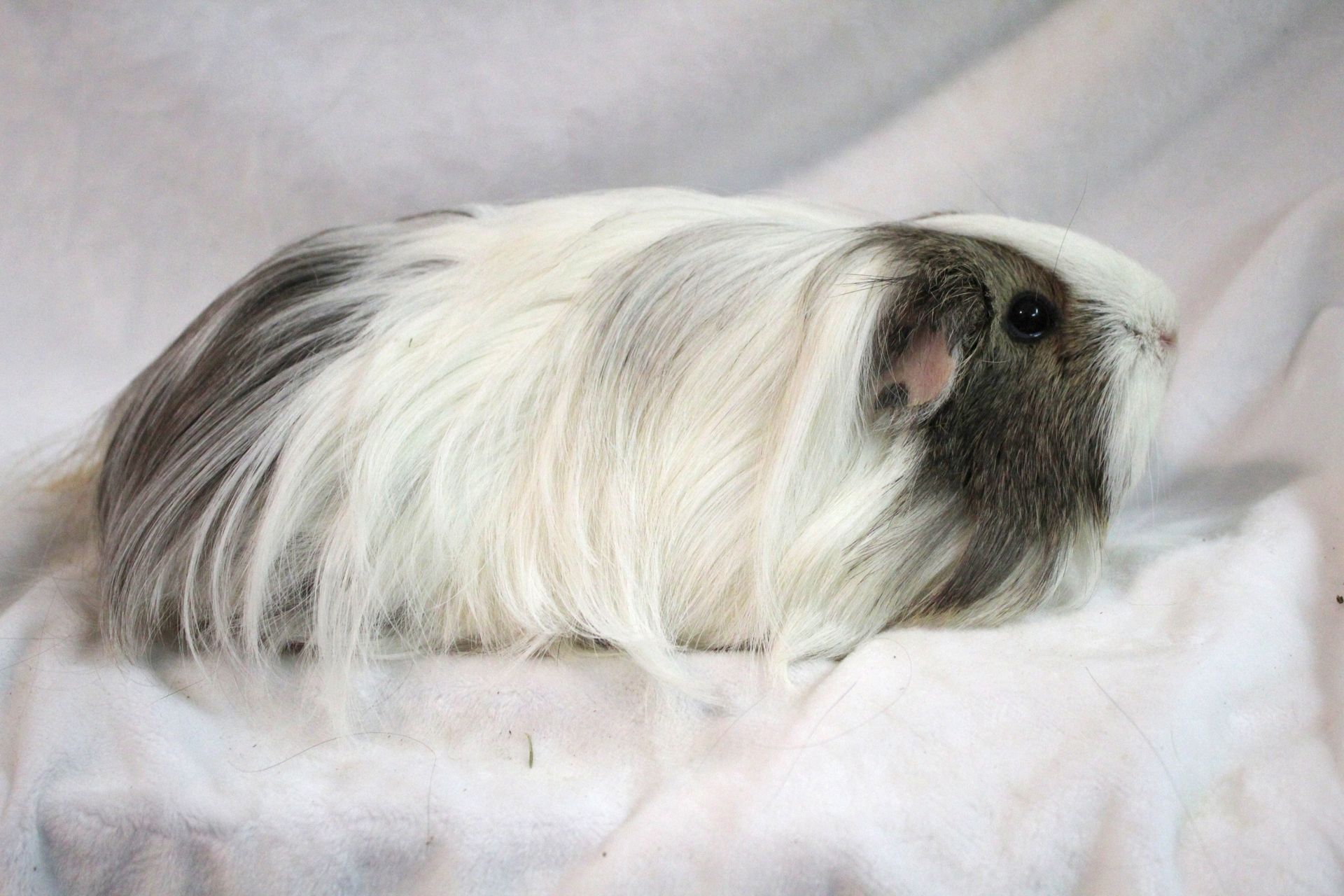 Guinea Pig / Cavy