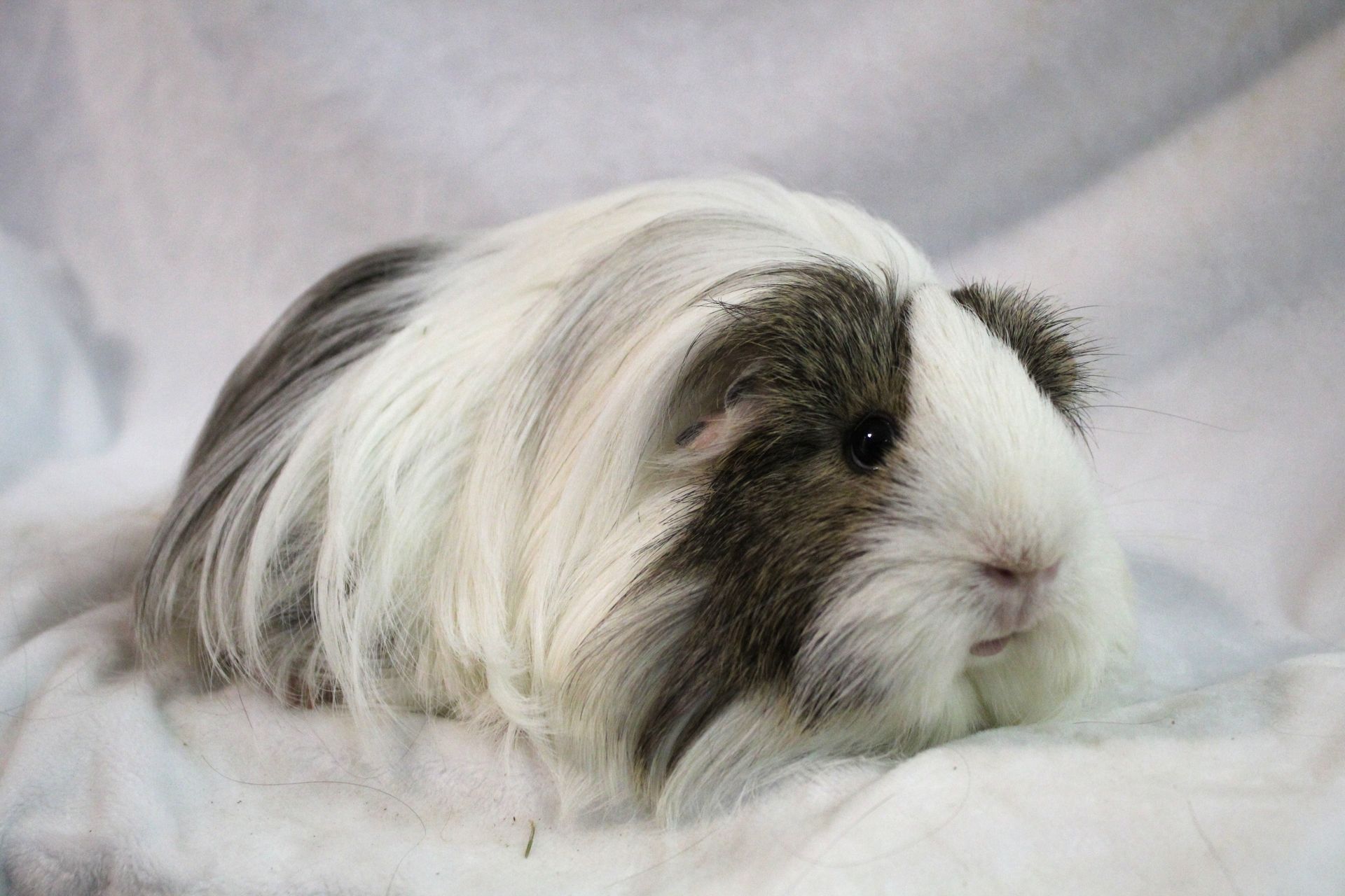 Guinea Pig / Cavy