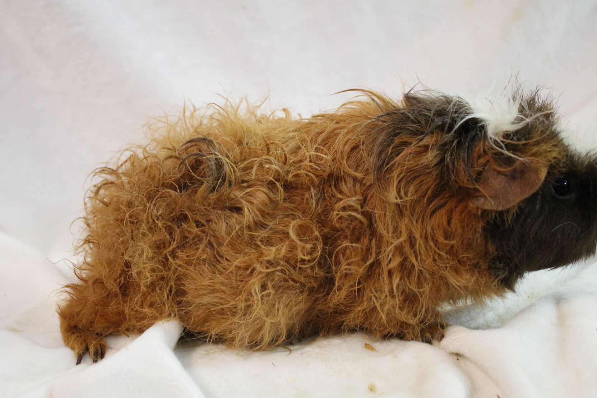 Guinea Pig / Cavy