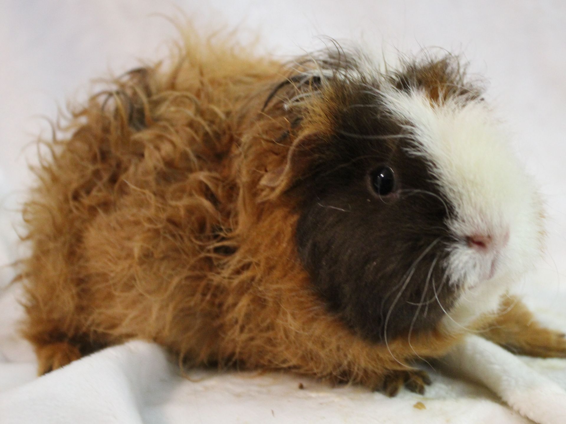 Guinea Pig / Cavy