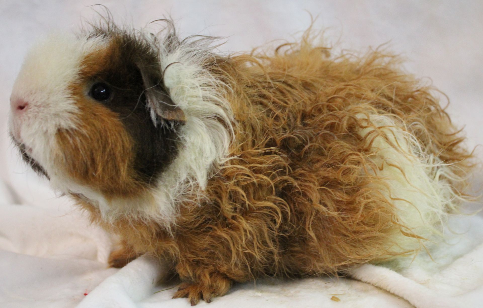 Guinea Pig / Cavy