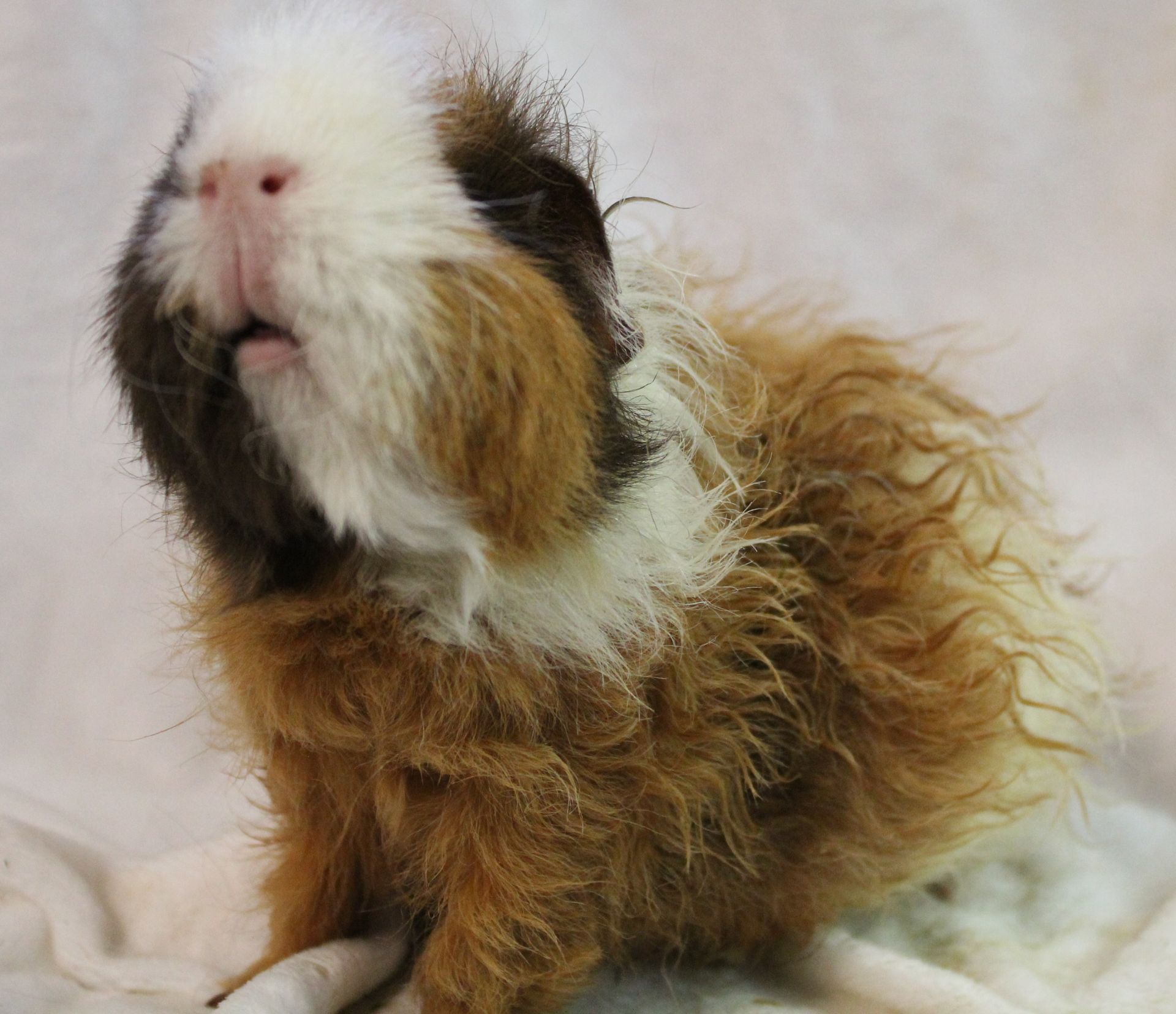 Guinea Pig / Cavy