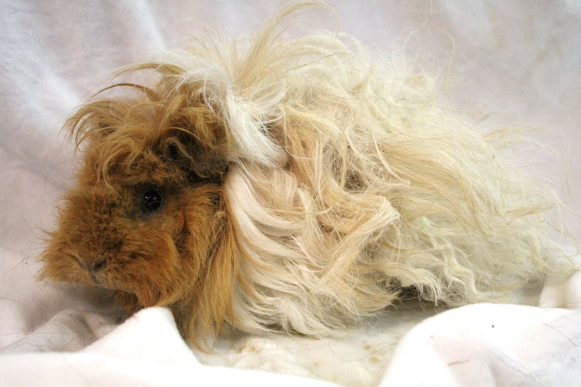 Guinea Pig / Cavy