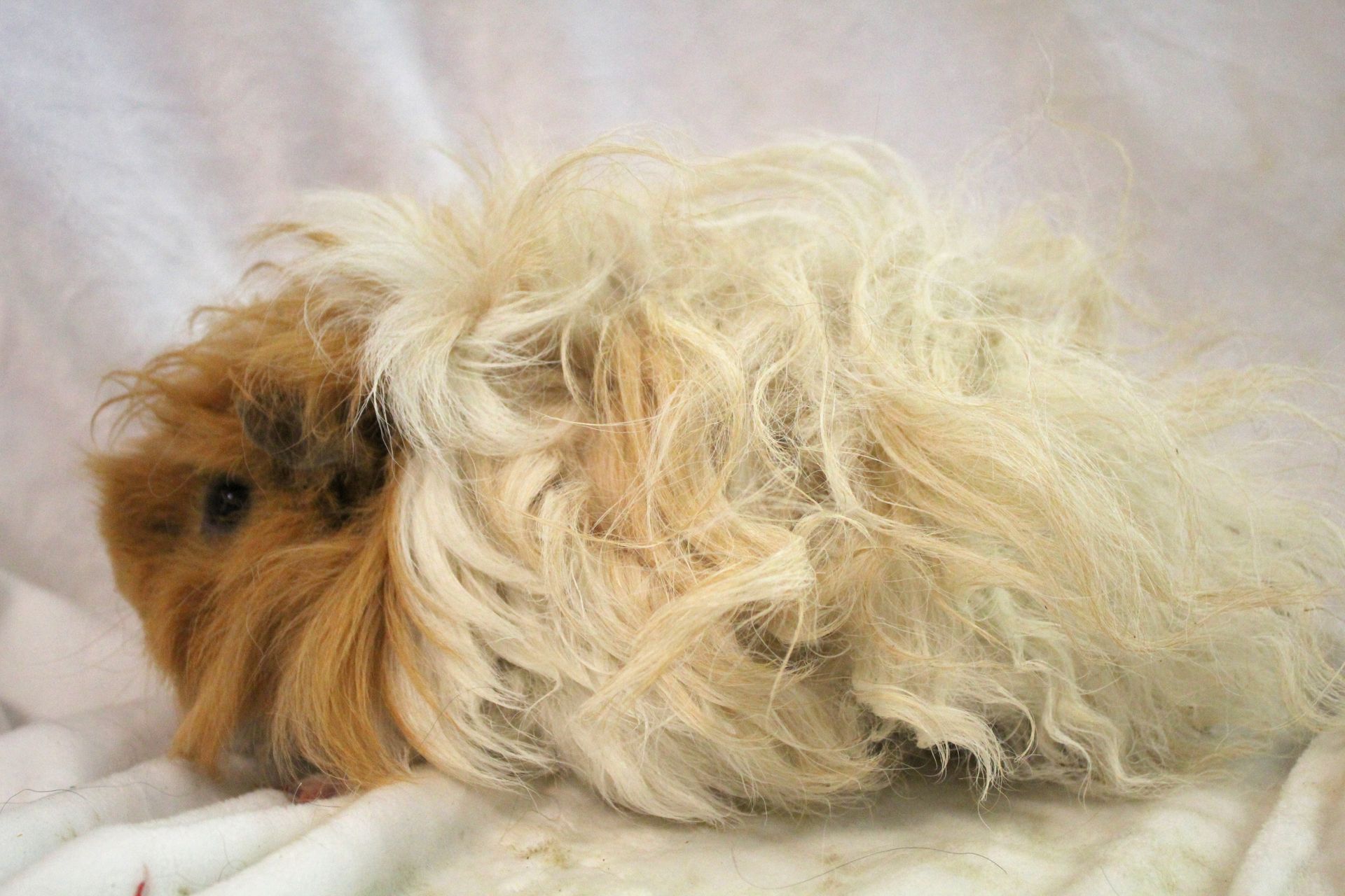 Guinea Pig / Cavy