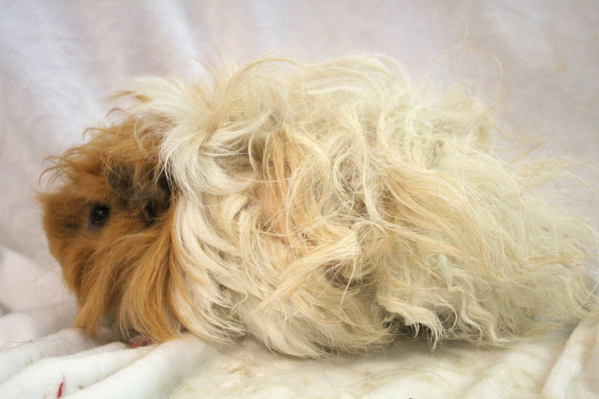 Guinea Pig / Cavy